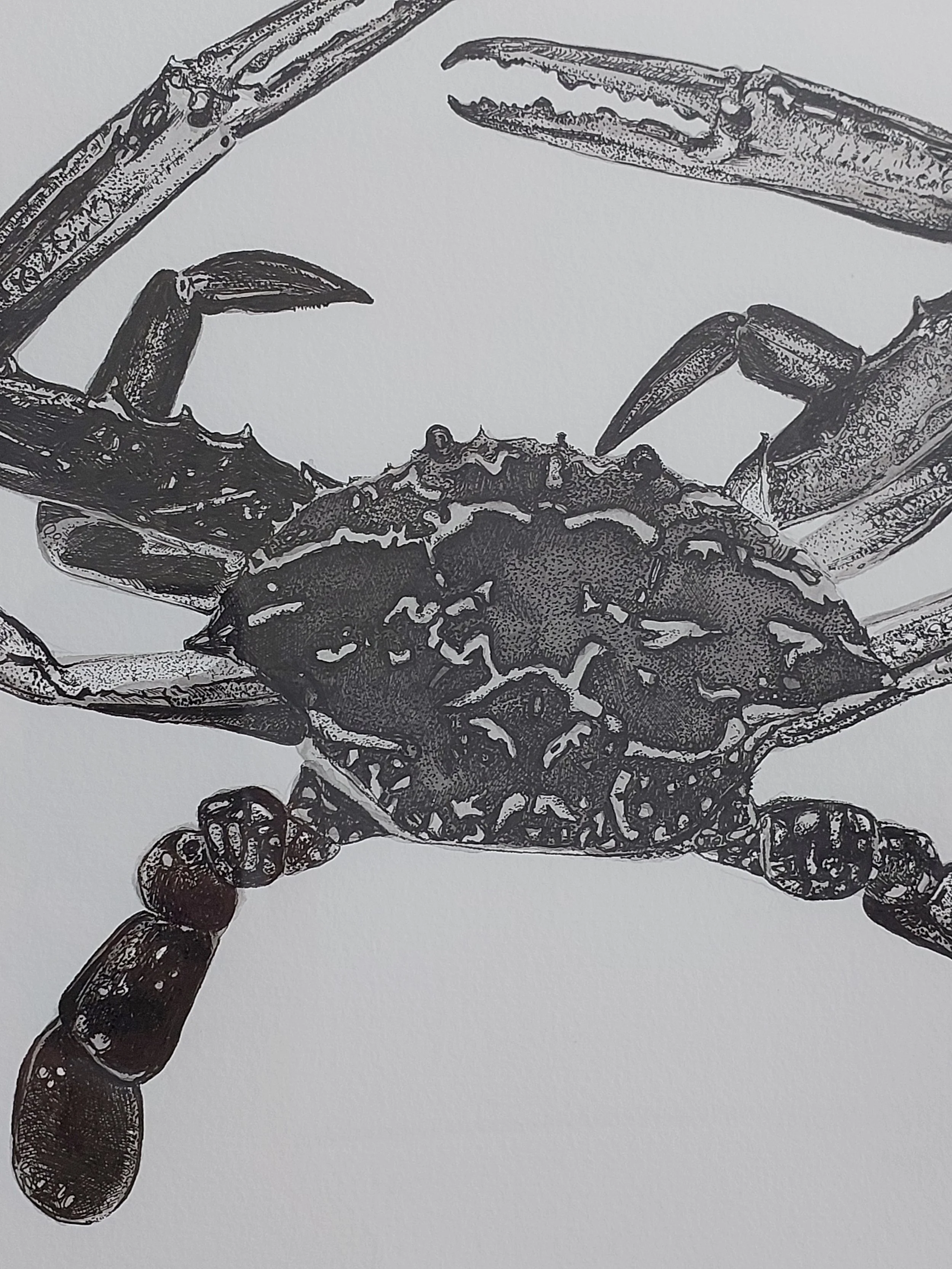 Blue Manner Crab