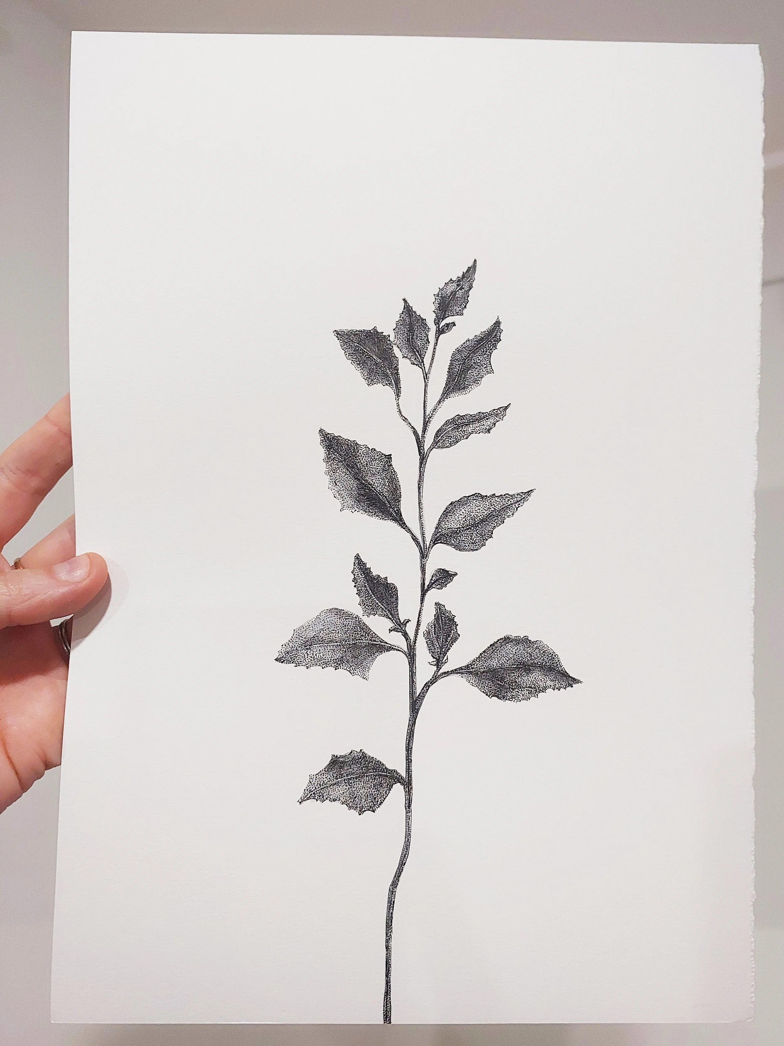 Pen & Ink - Native Plant