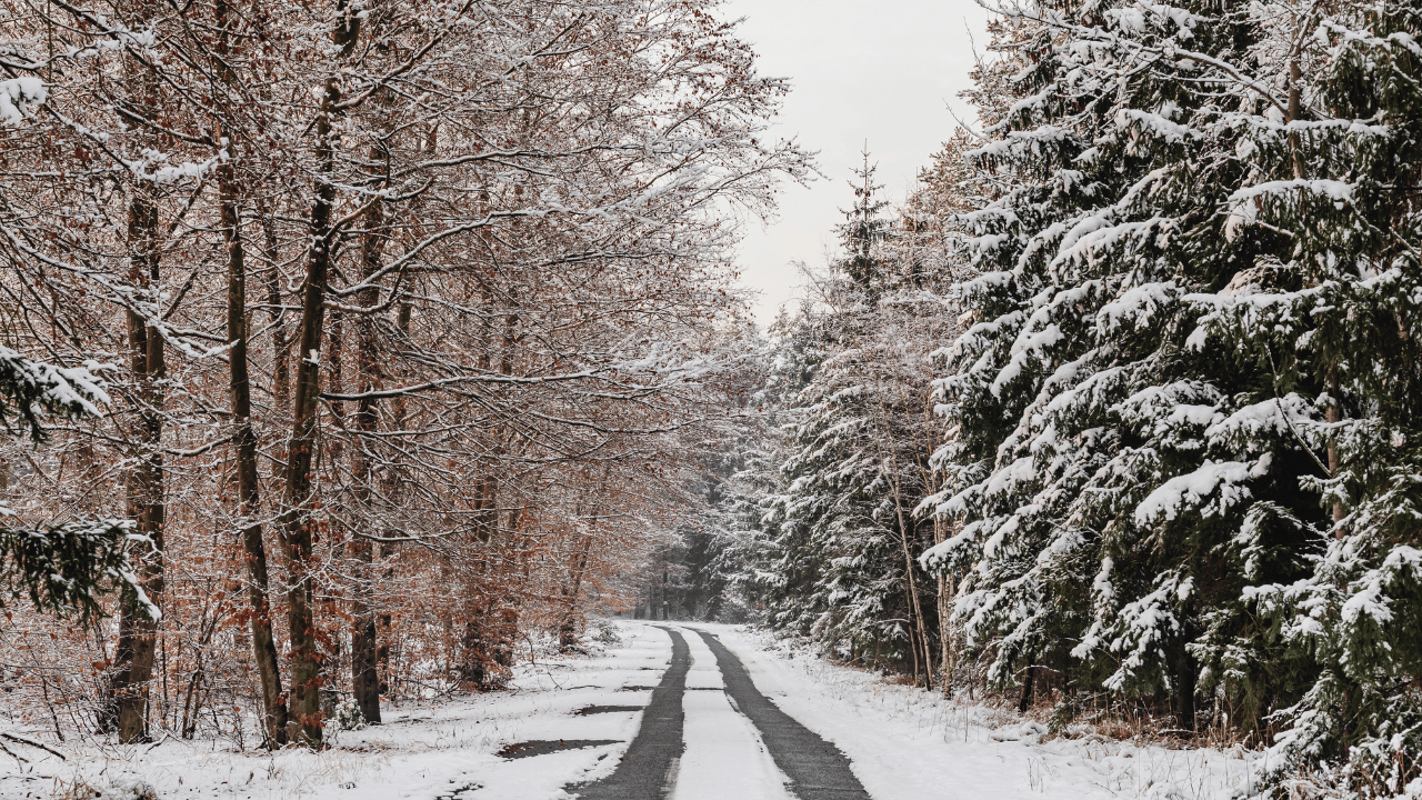 Snow-covered dirt road in a forest with trees on both sides, some with snow on their branches.