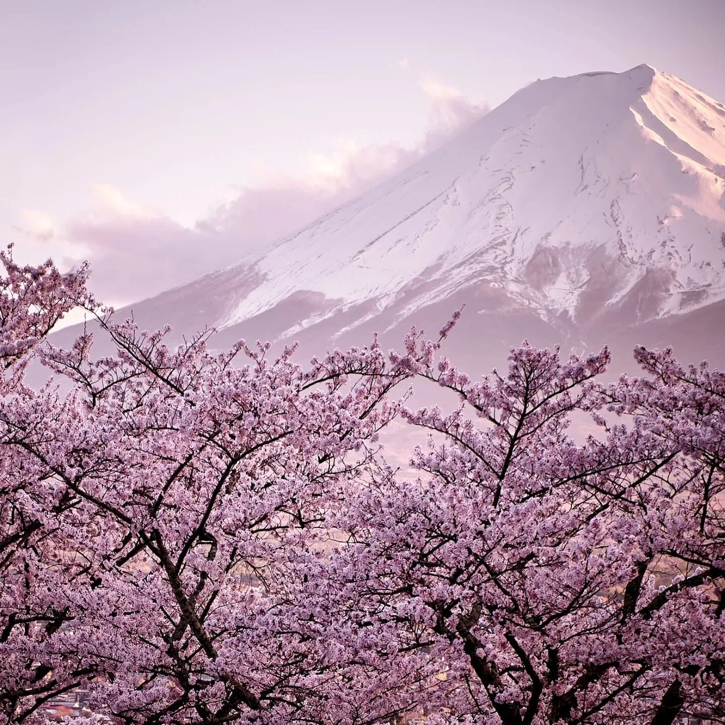 Blushing Mt Fuji

Mt Fuji in its beautiful splendor standing behind cherry blossoms in springtime.

I shot this 4 years ago whilst on a family holiday. I had organised and planned this trip for my wife and I, as well as our parents.  It is truly a wo