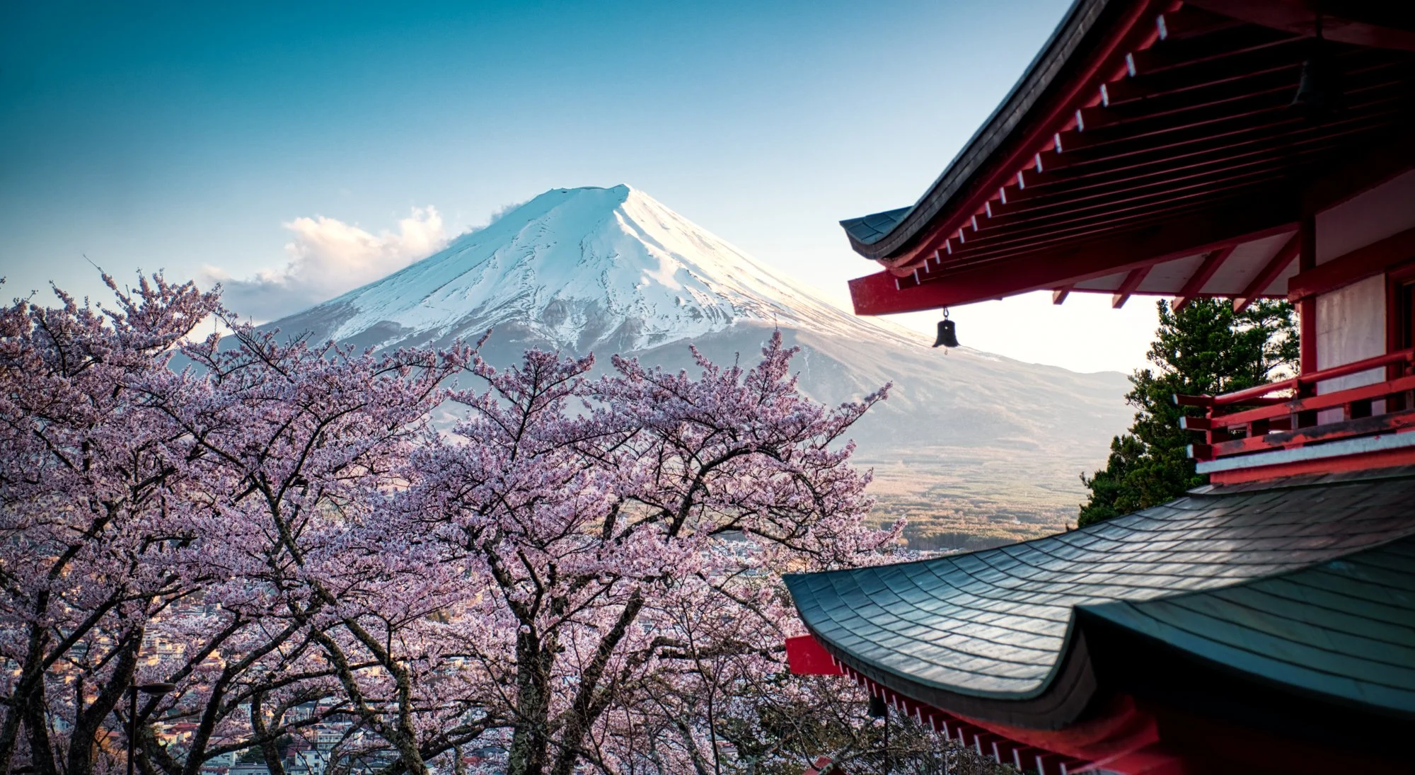 Mt Fuji, Pink Blossoms, Japan