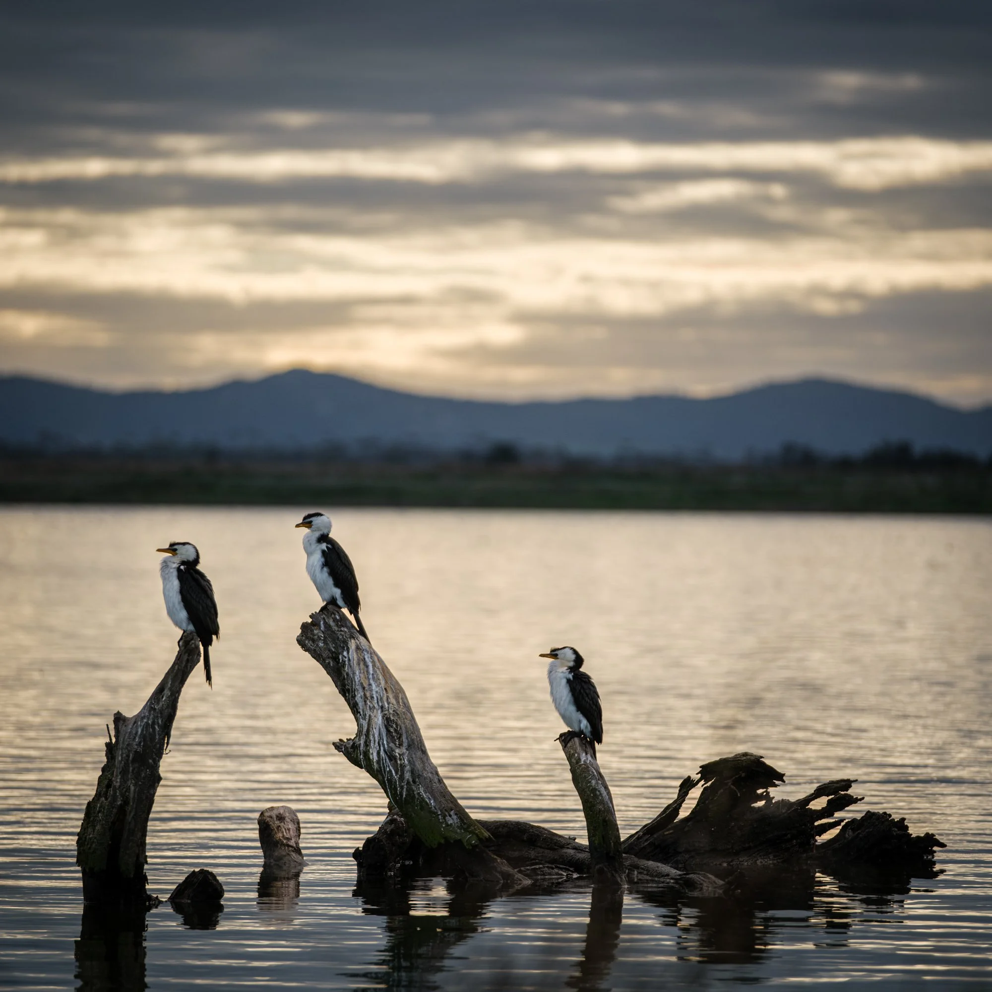 Pied Cormorants on stumps, Wester Water treatment plant, VIC, Australia