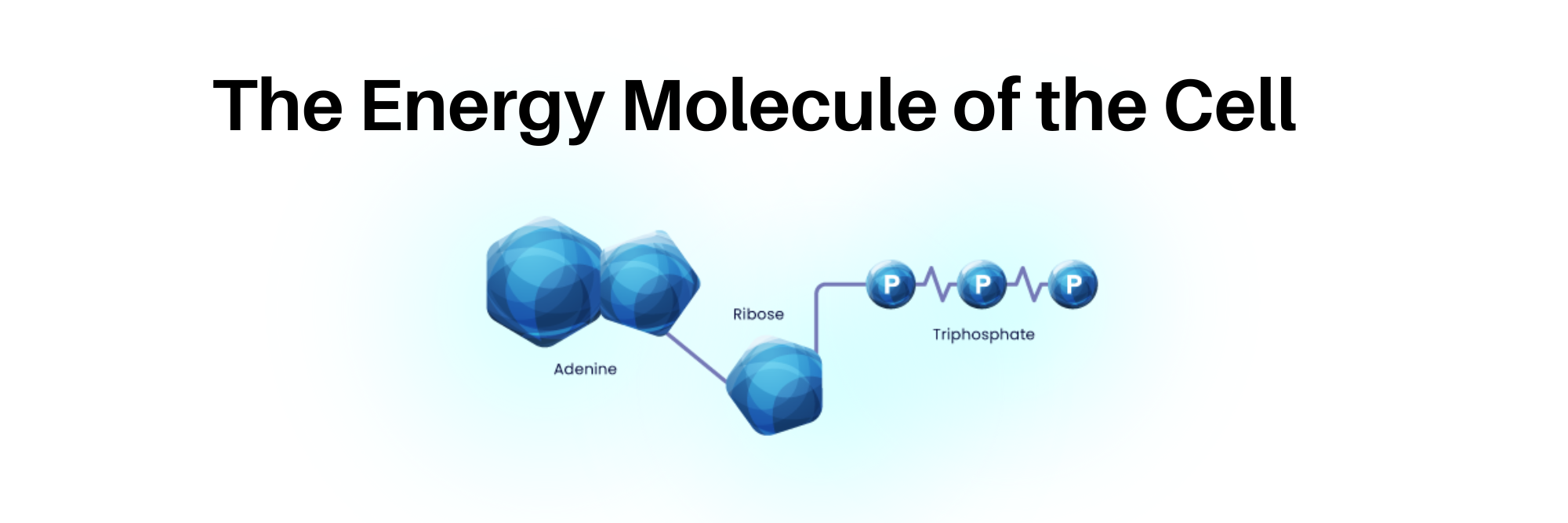 which process produces the most atp the science explained The science of atp — energy delivery solutions