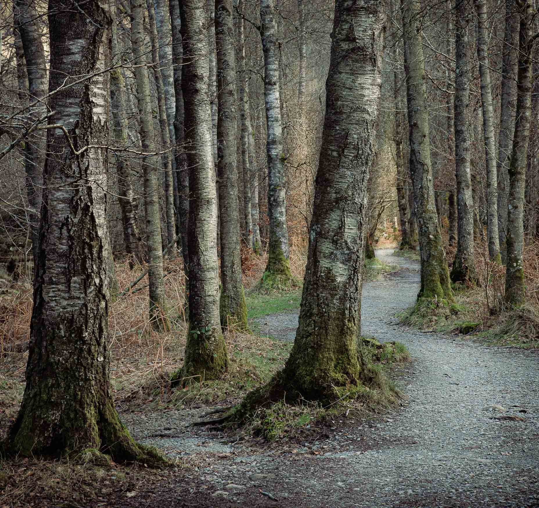 Winter path - White Moss