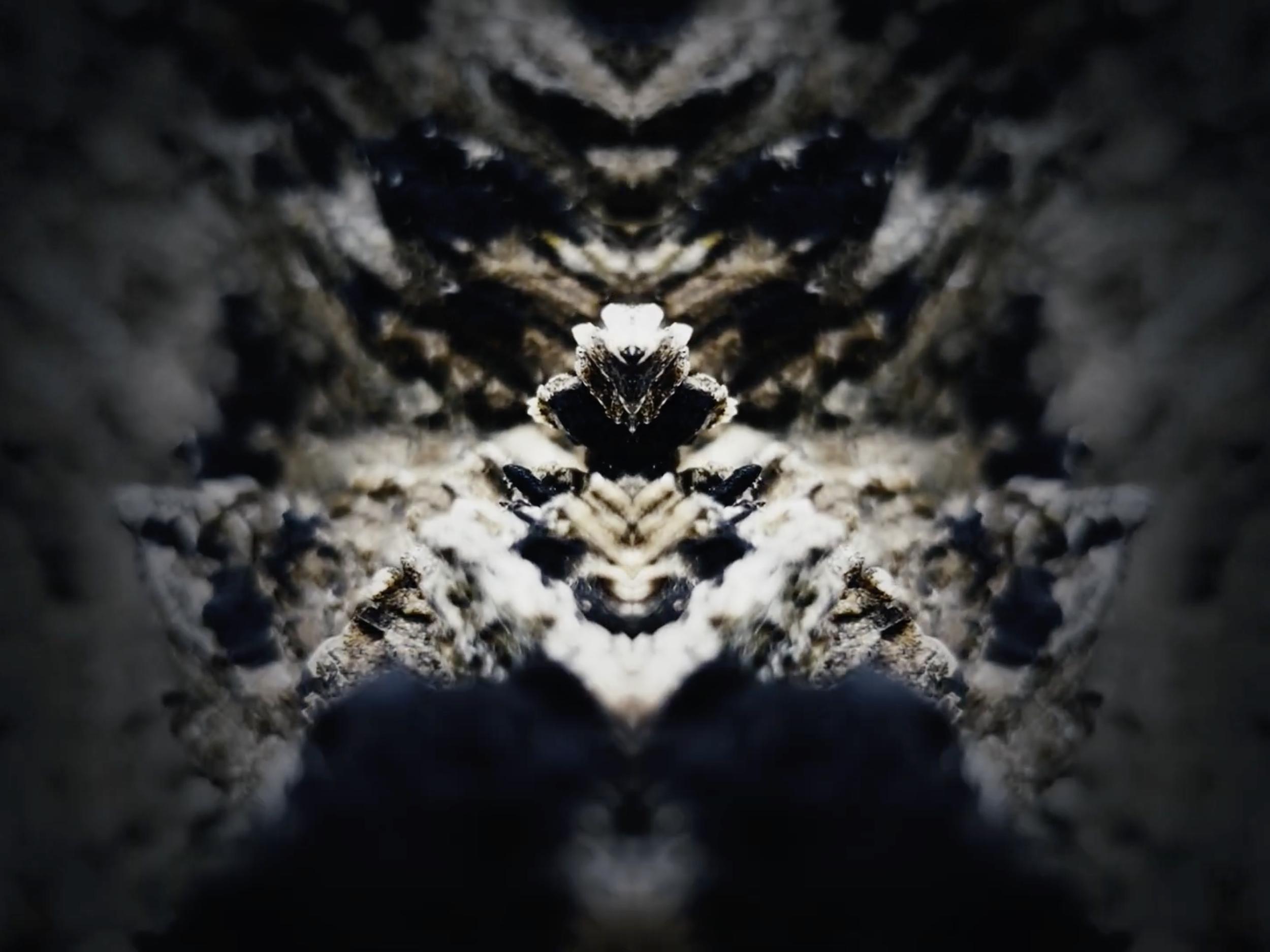 Møster! Dreaming Xaxado