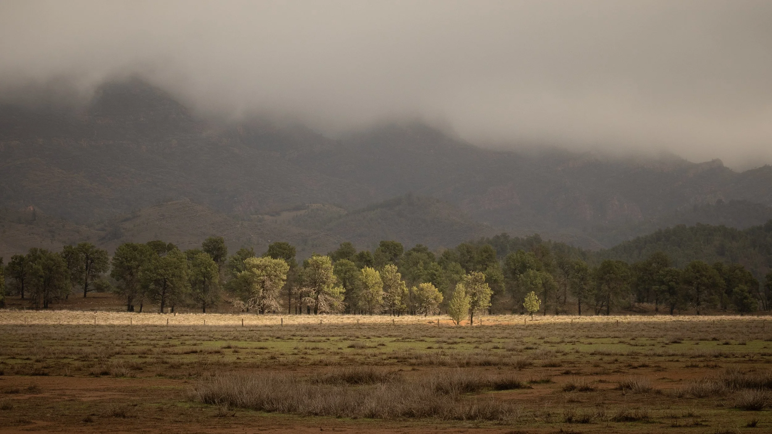 Wilpena Station Grove