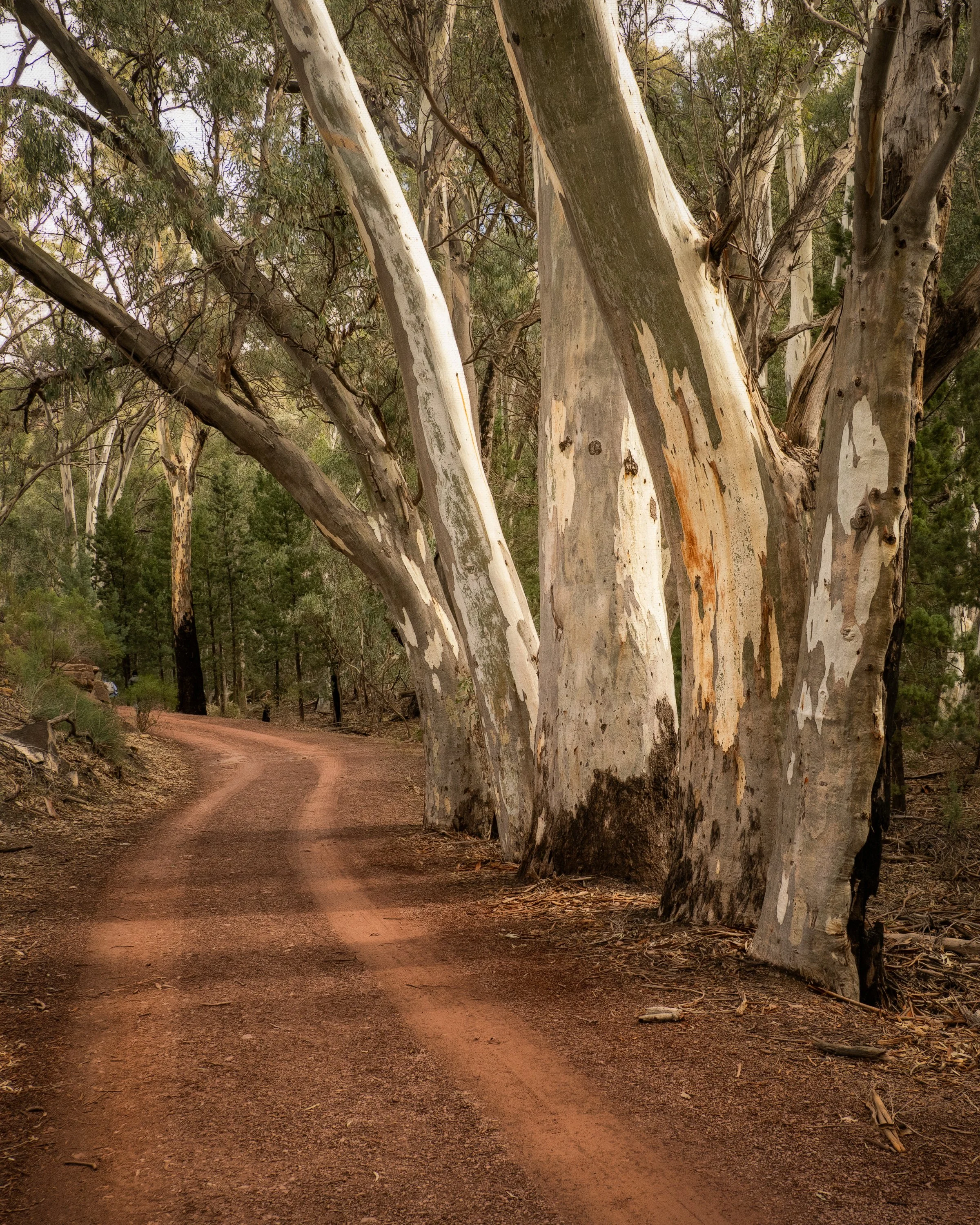 Gum Trees along Wilpena Creek