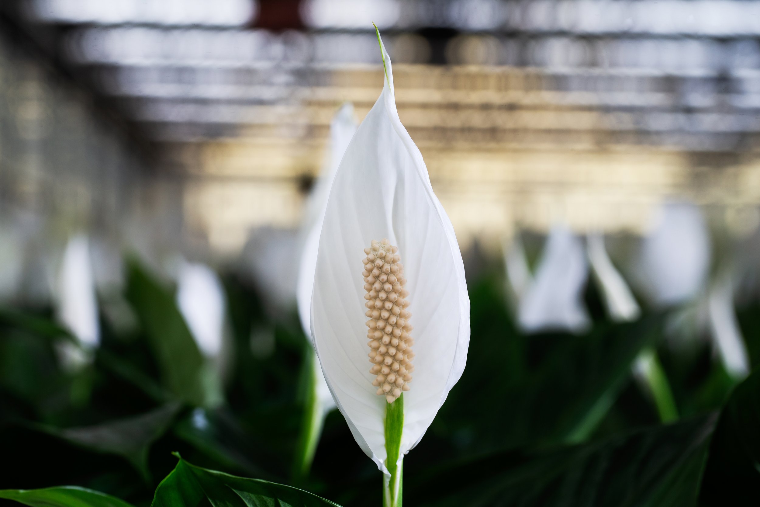 Cupido Spathiphyllum Greenhouse (5).JPG