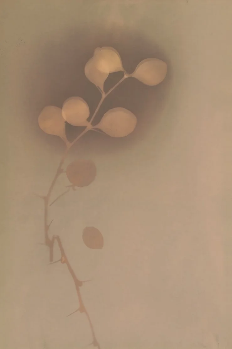 Lumen800pxHaut7.jpg