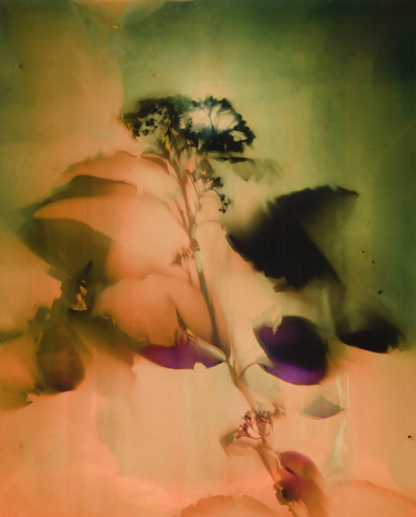 BotanicaWeb5.jpg