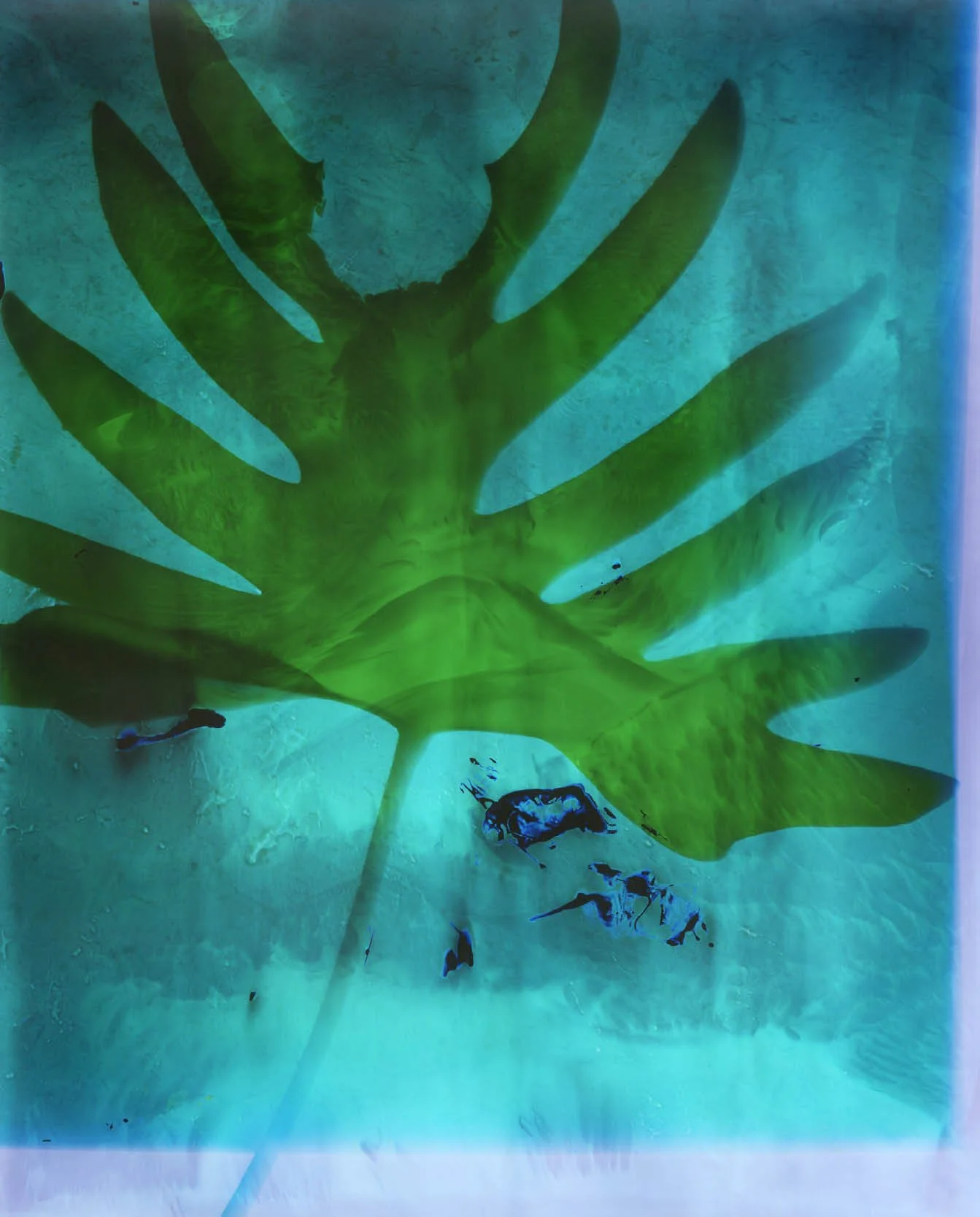 BotanicaWeb8.jpg
