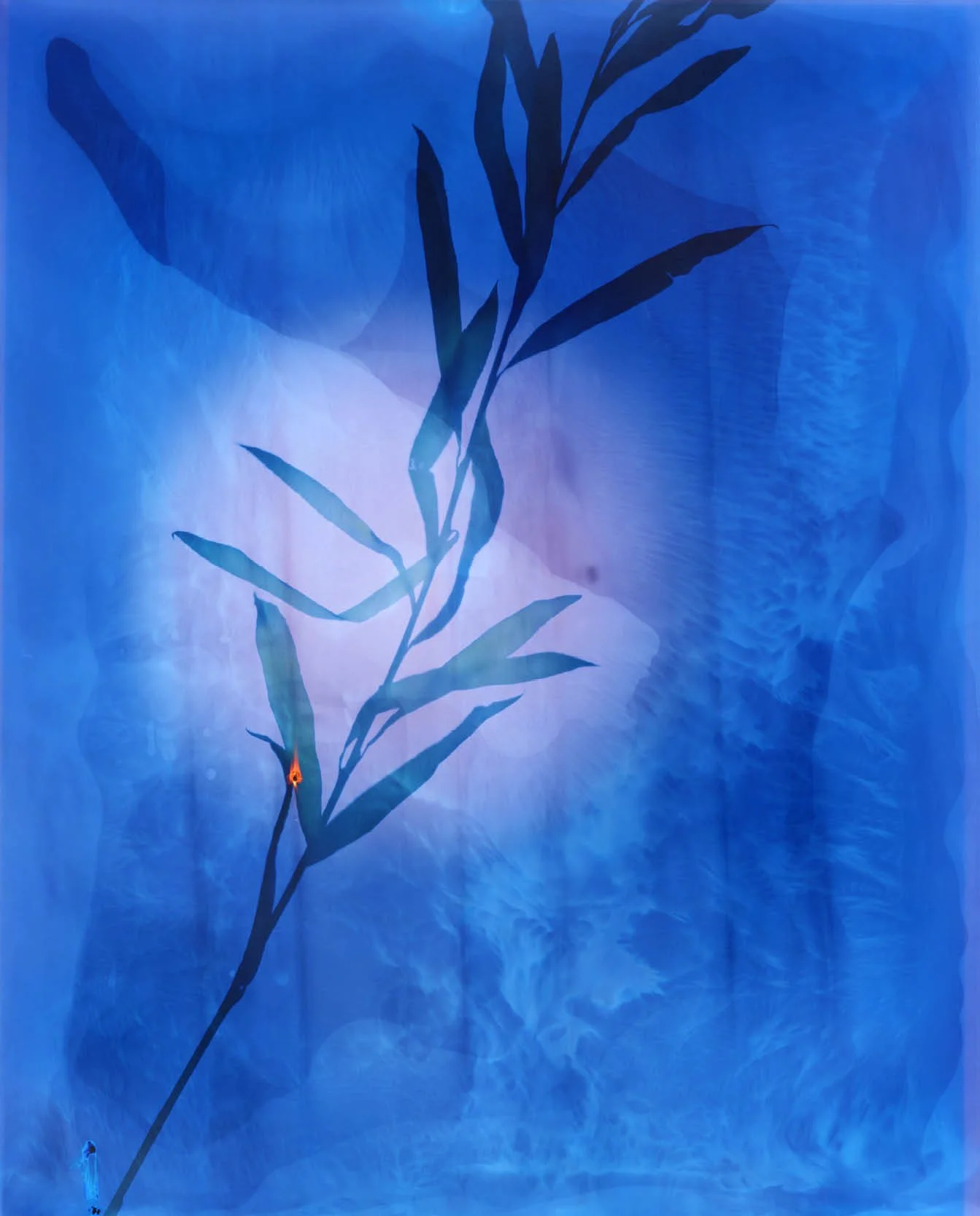 BotanicaWeb12.jpg
