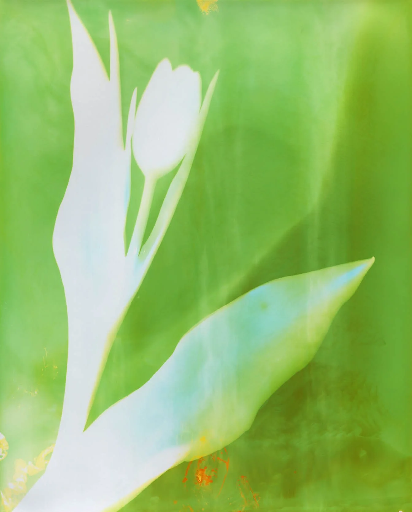 BotanicaWeb11.jpg