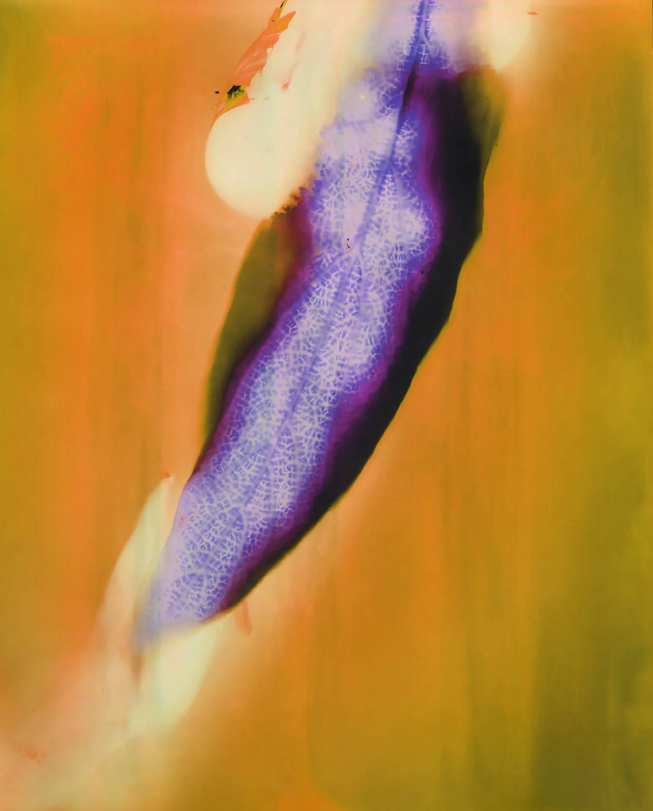 BotanicaWeb7.jpg
