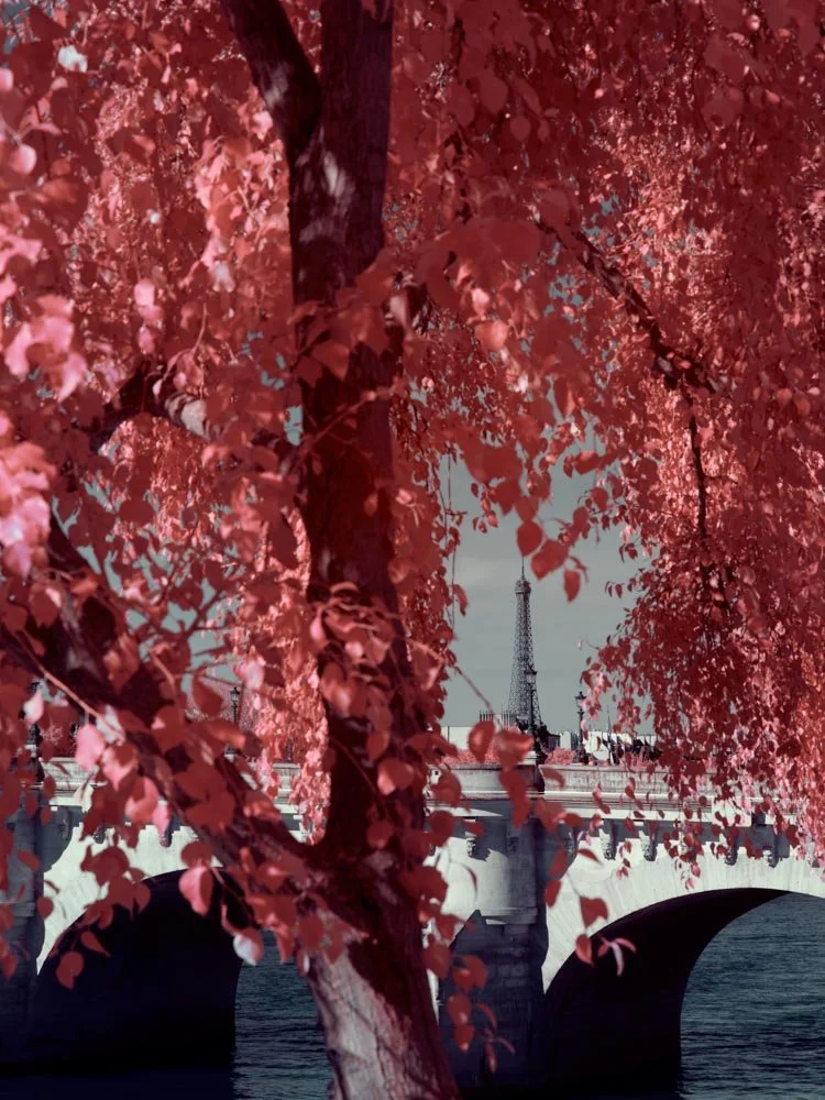A tree with pinkish-red leaves in front of a bridge and the Eiffel Tower in Paris, France.