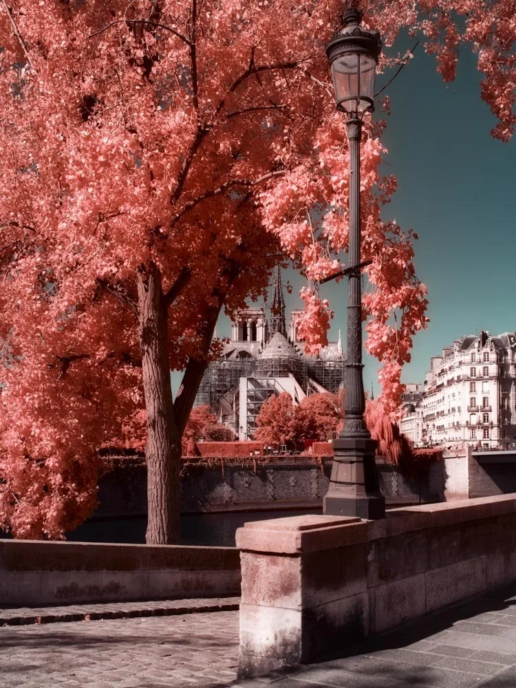 Pink autumn trees along the riverbank with a historic church under scaffolding, classic Parisian buildings, and a street lamp, in an infrared style photograph.