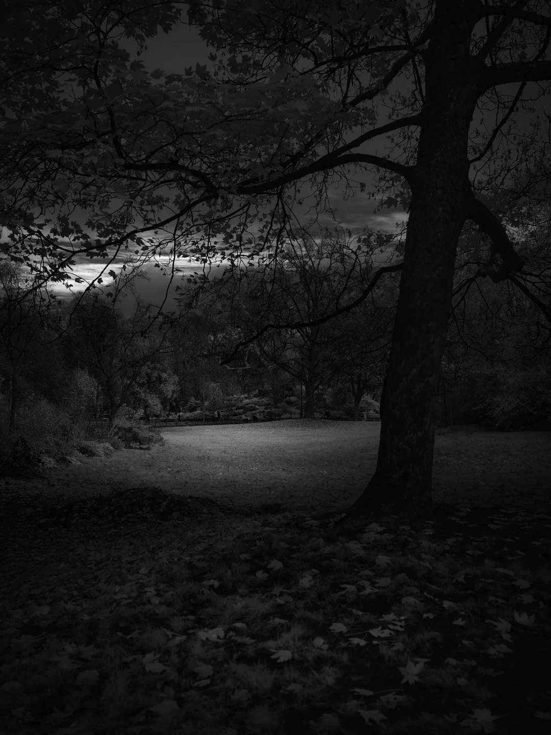 A dark, black and white photograph of a park with a large tree in the foreground, fallen leaves on the ground, and a cloudy sky at dusk.