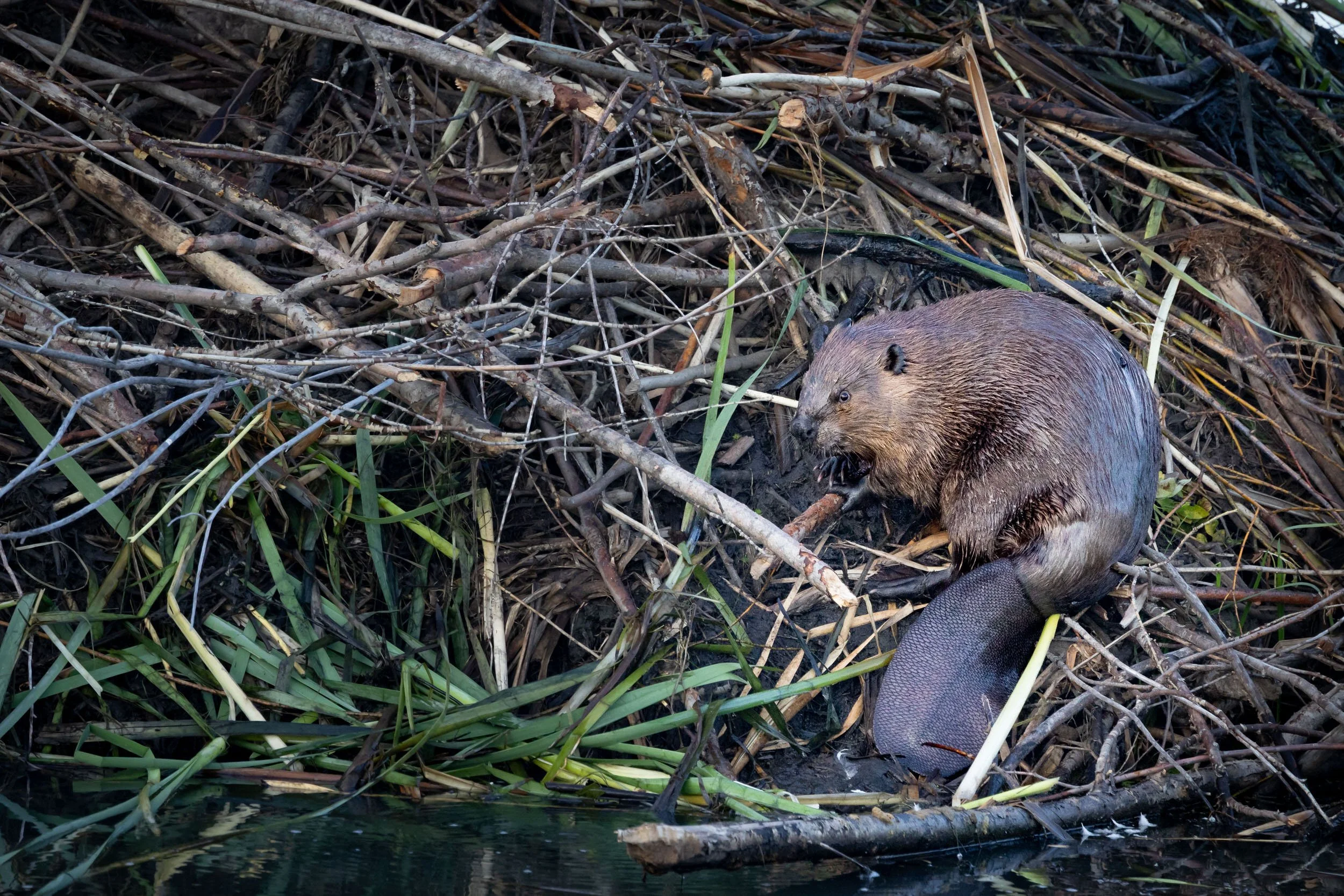 Life at a Beaver Village
