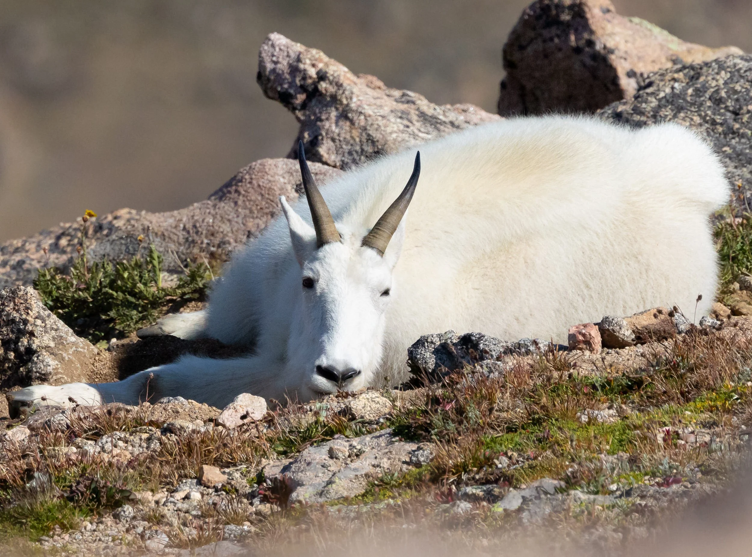 Mountain Goat Facts