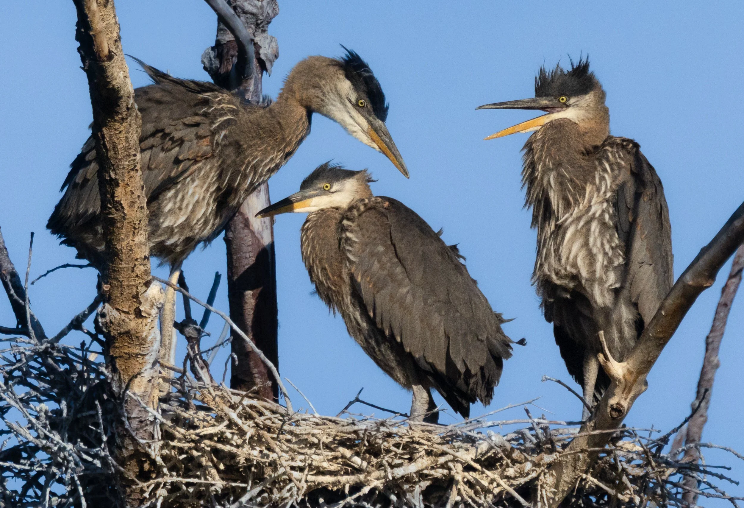 GBH-54.jpg