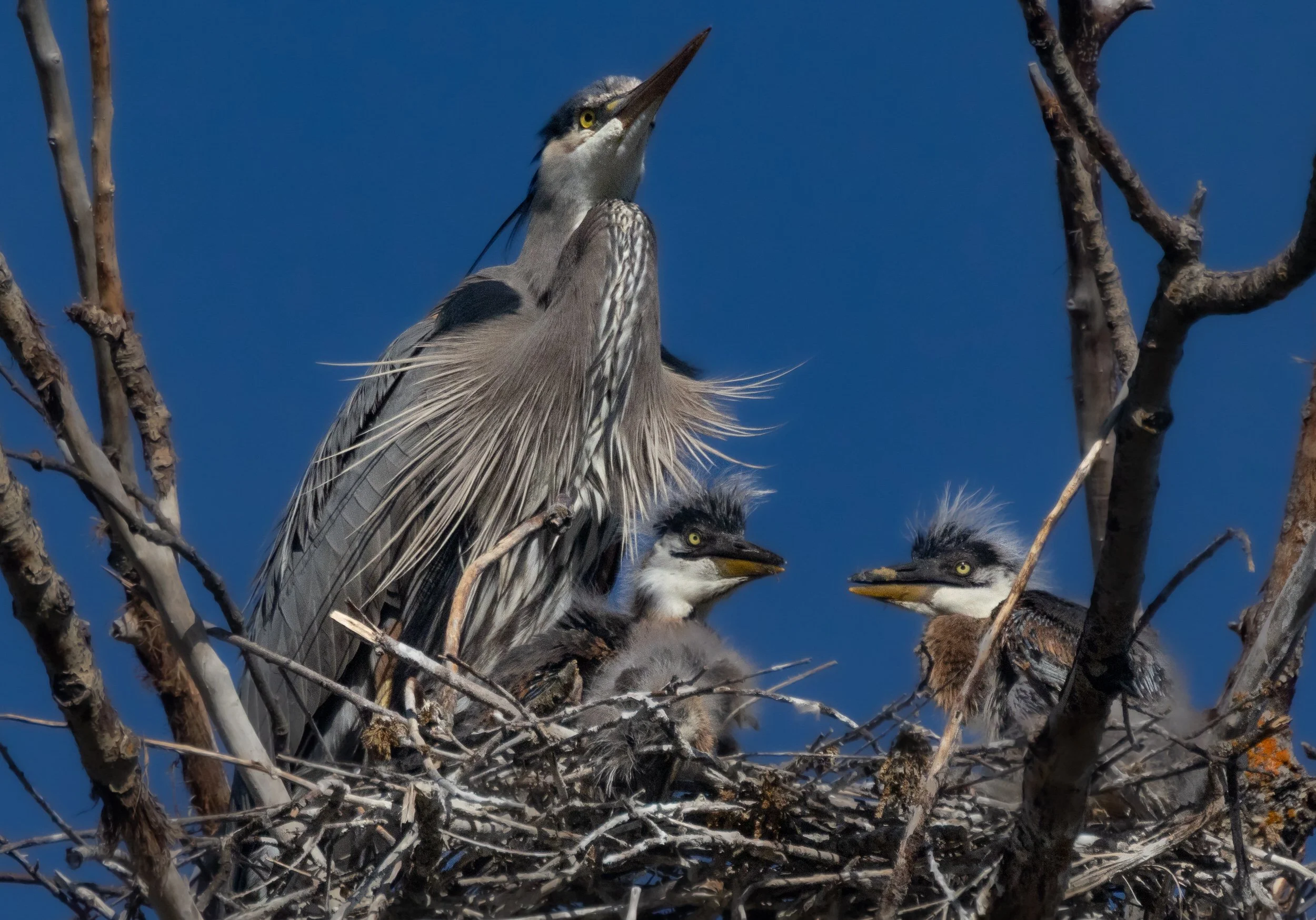 GBH-60.jpg