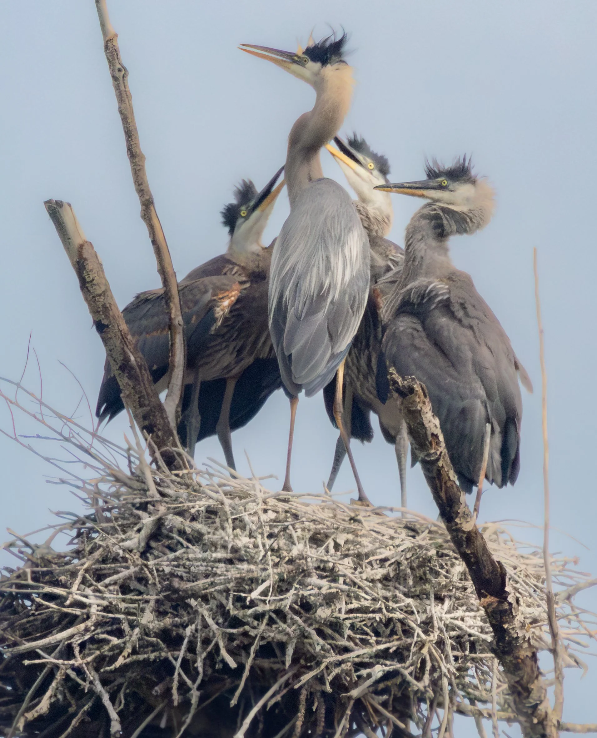 GBH-61.jpg