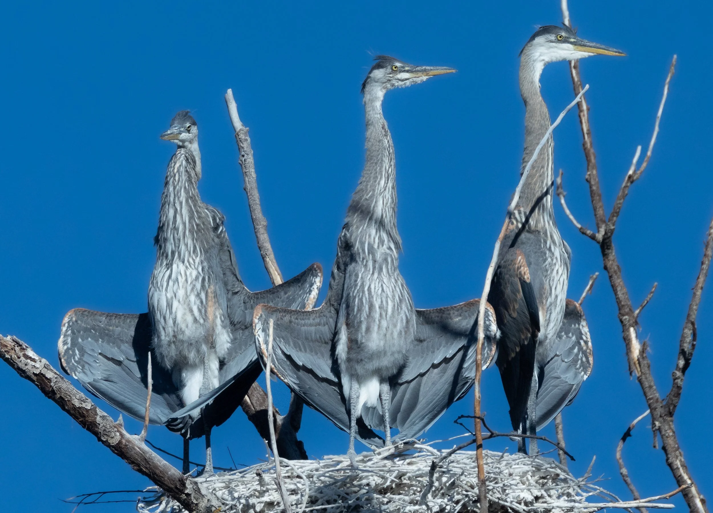 GBH-63.jpg