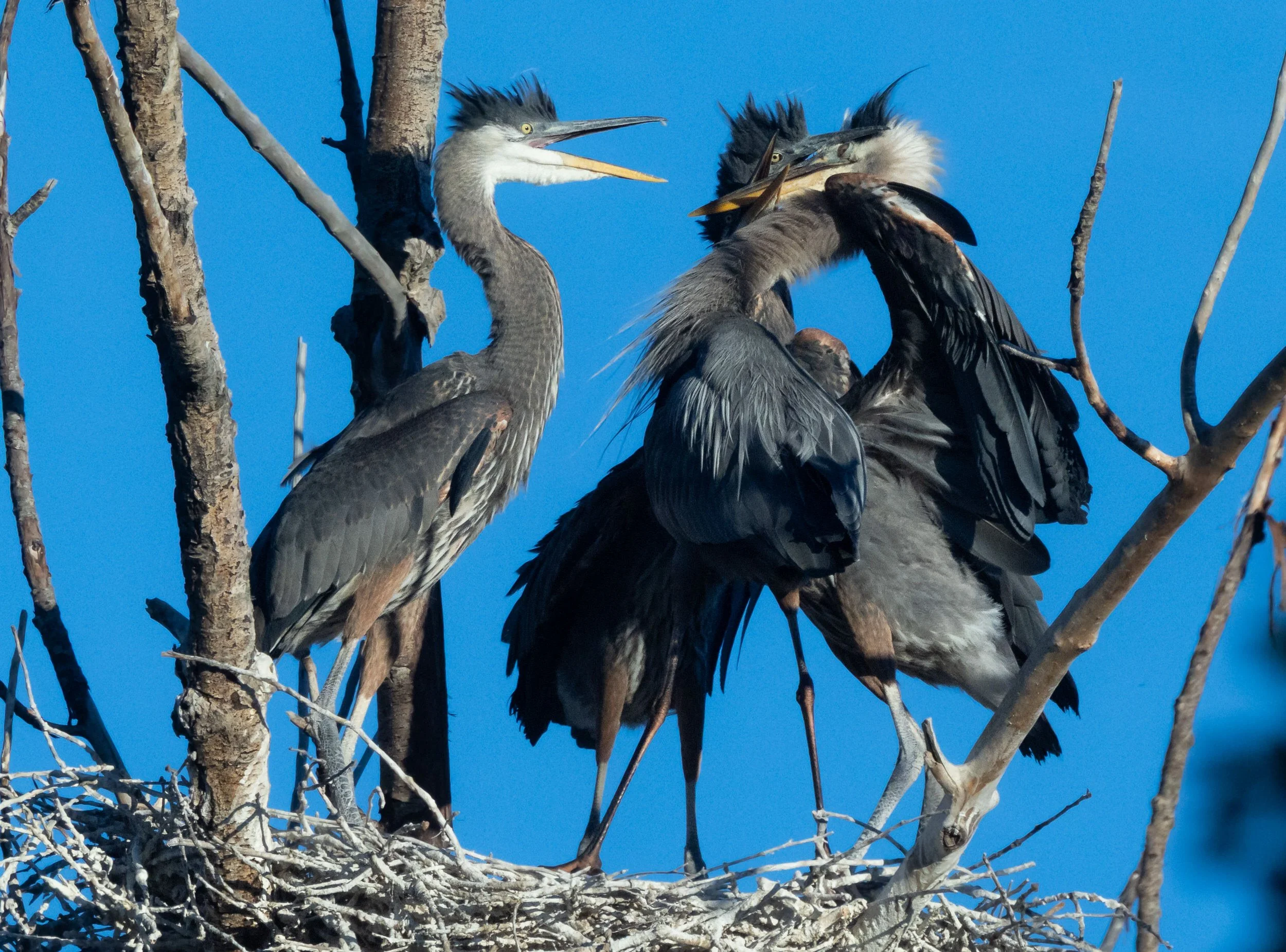 GBH-16.jpg