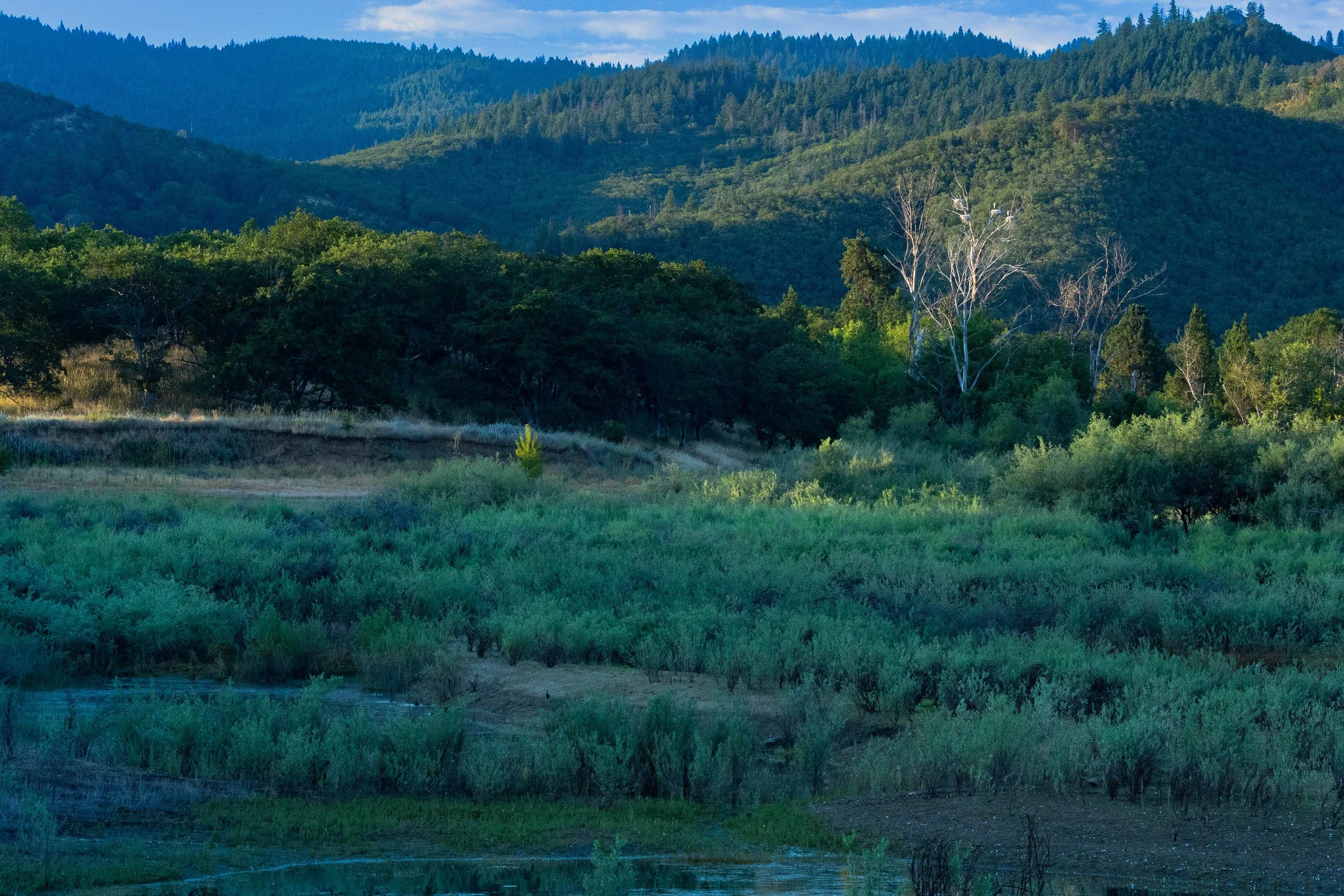 Great Blue Heron Nesting Site