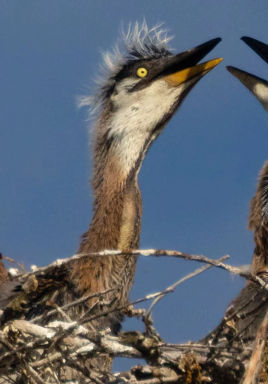GBH-45.jpg