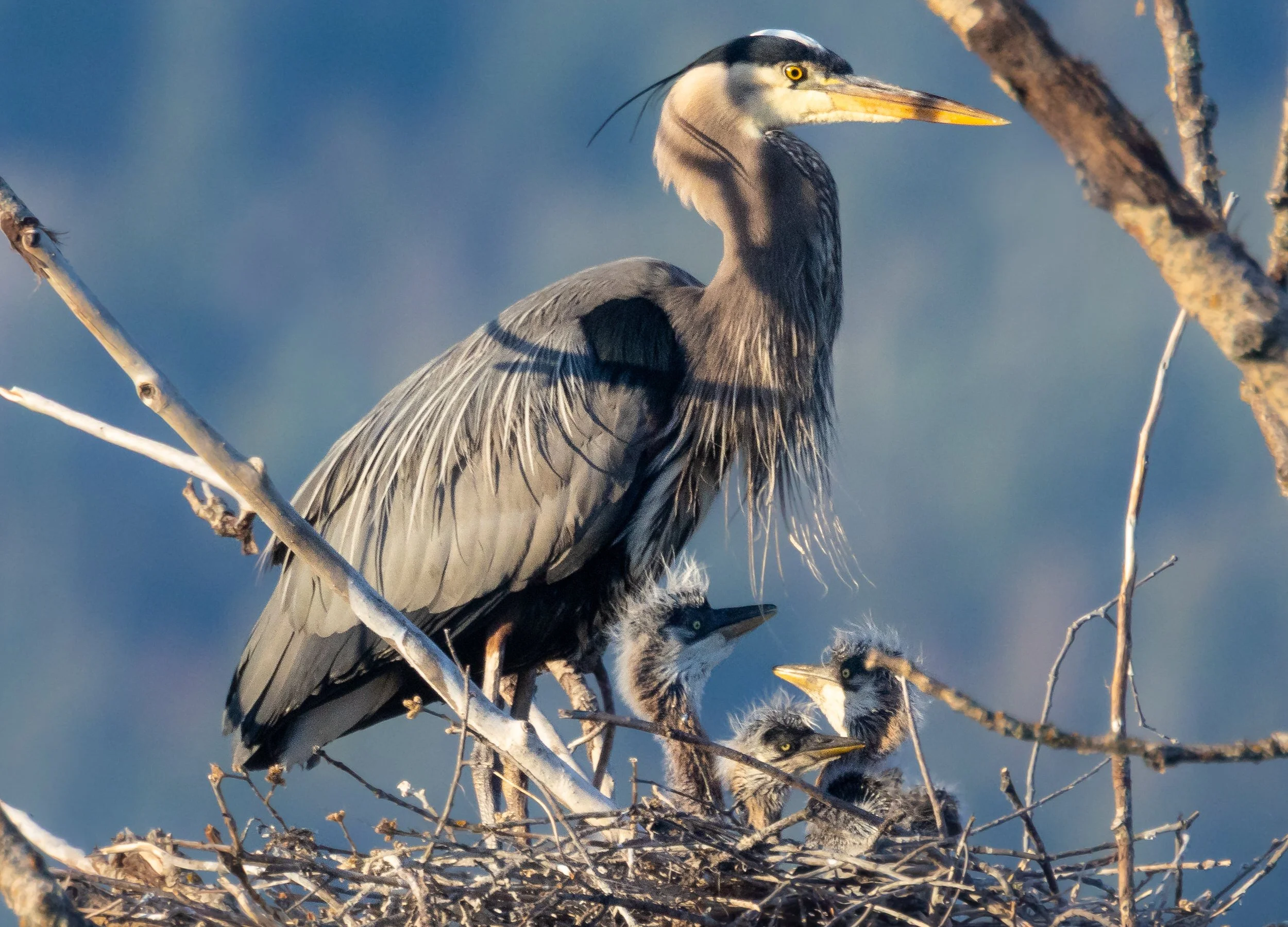 Great Blue Heron Babies