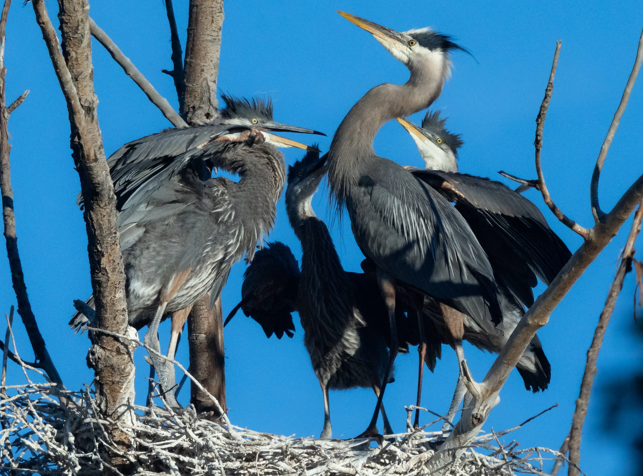 GBH-15.jpg