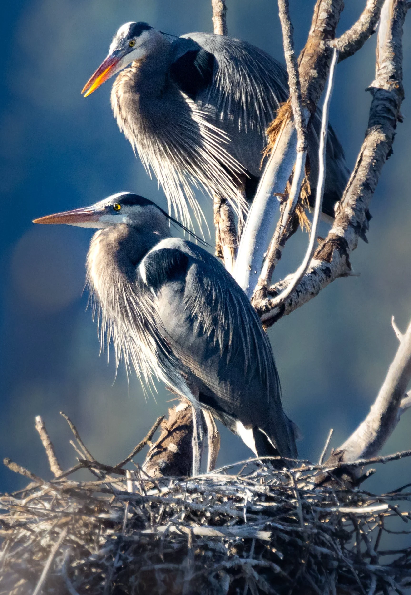 GBH-3.jpg