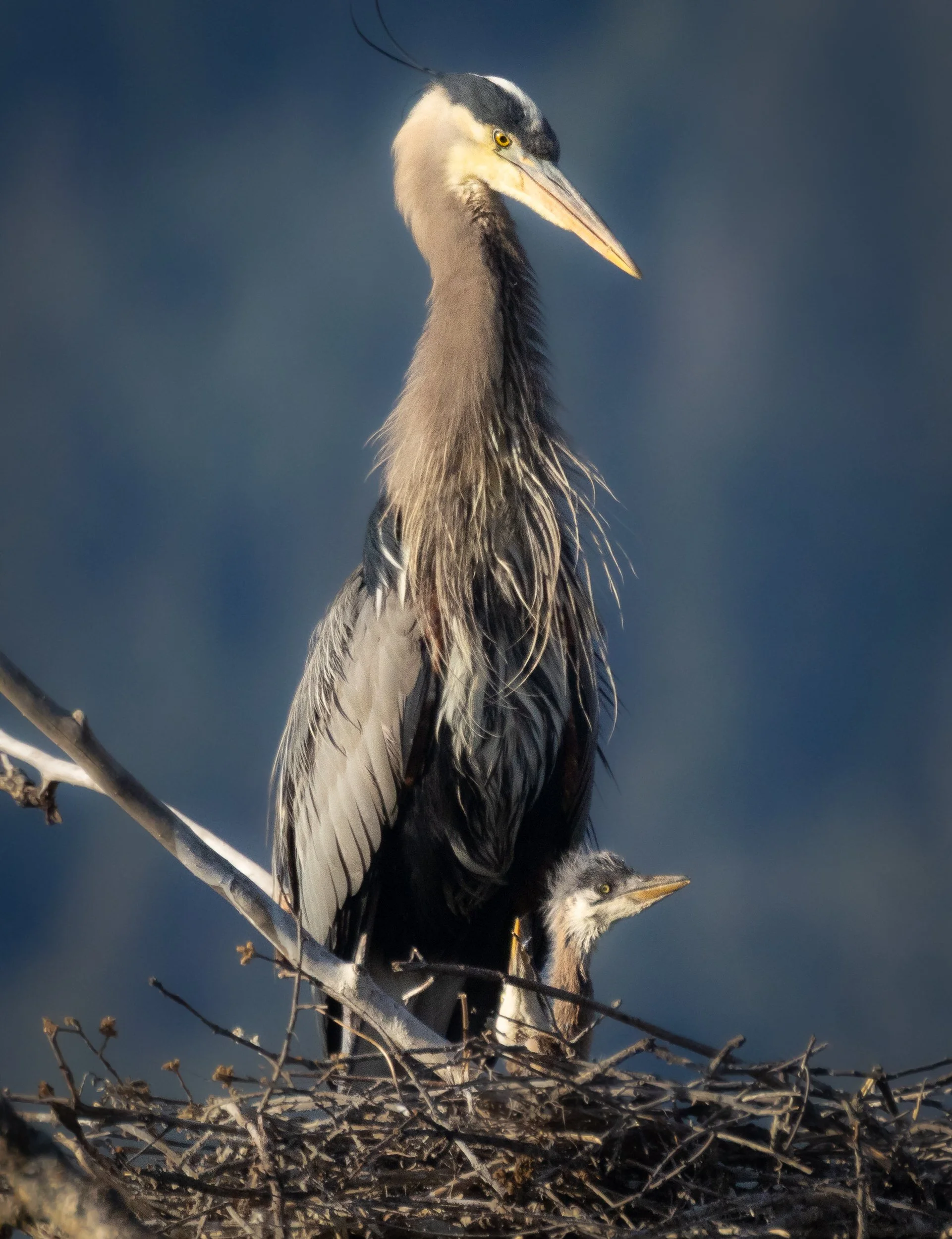 GBH-56.jpg