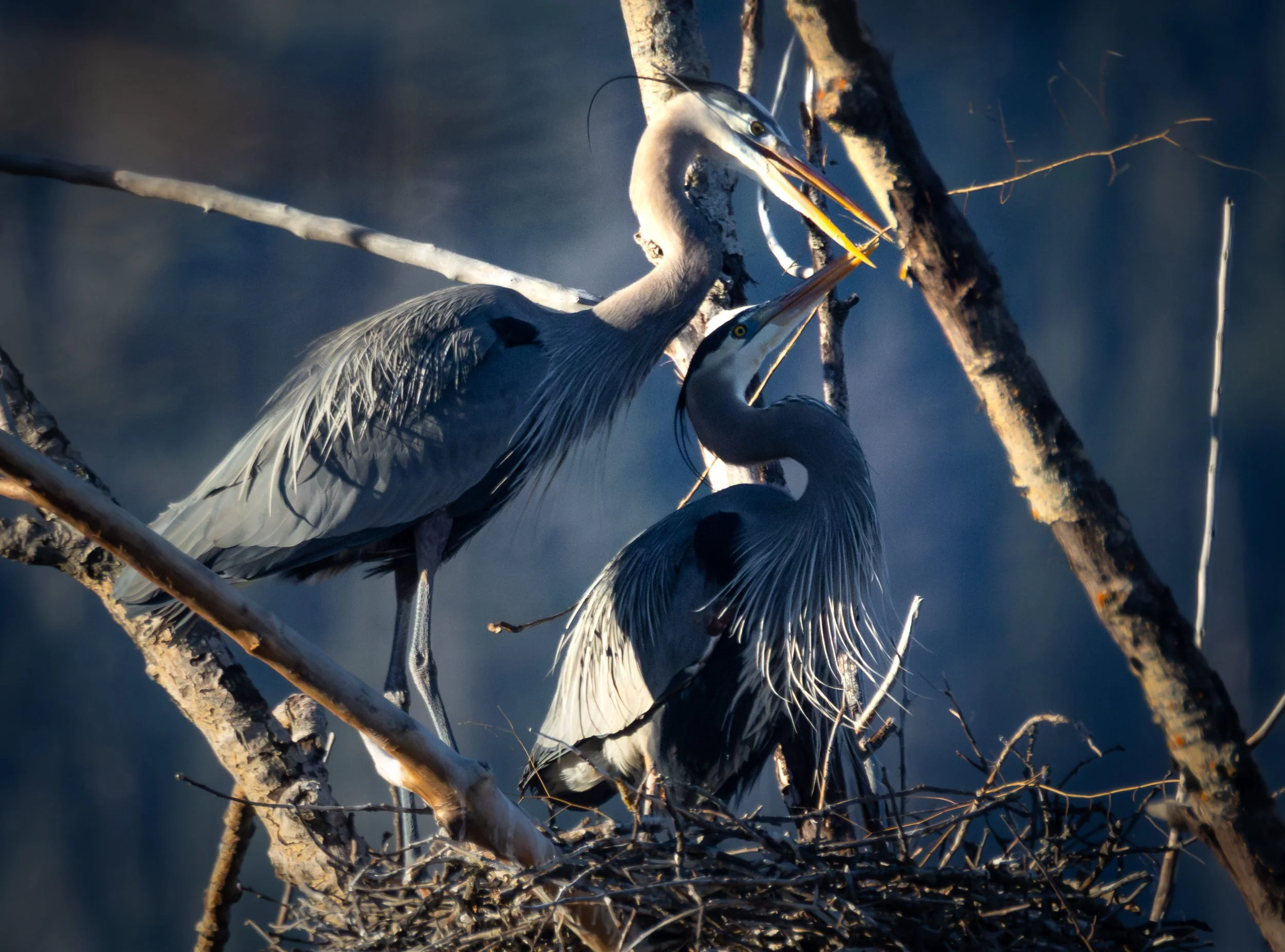 GBH-35.jpg