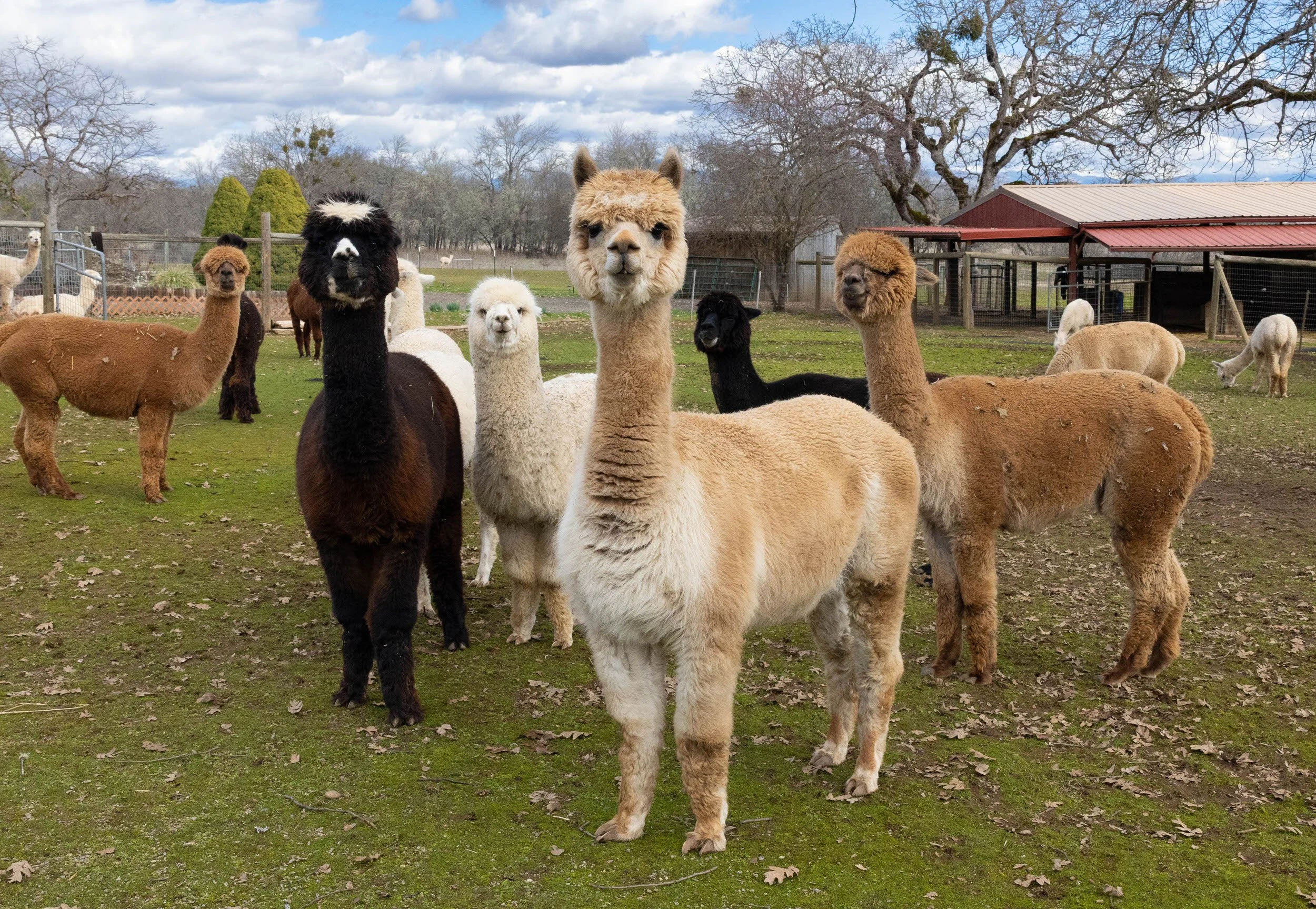 Alpacas