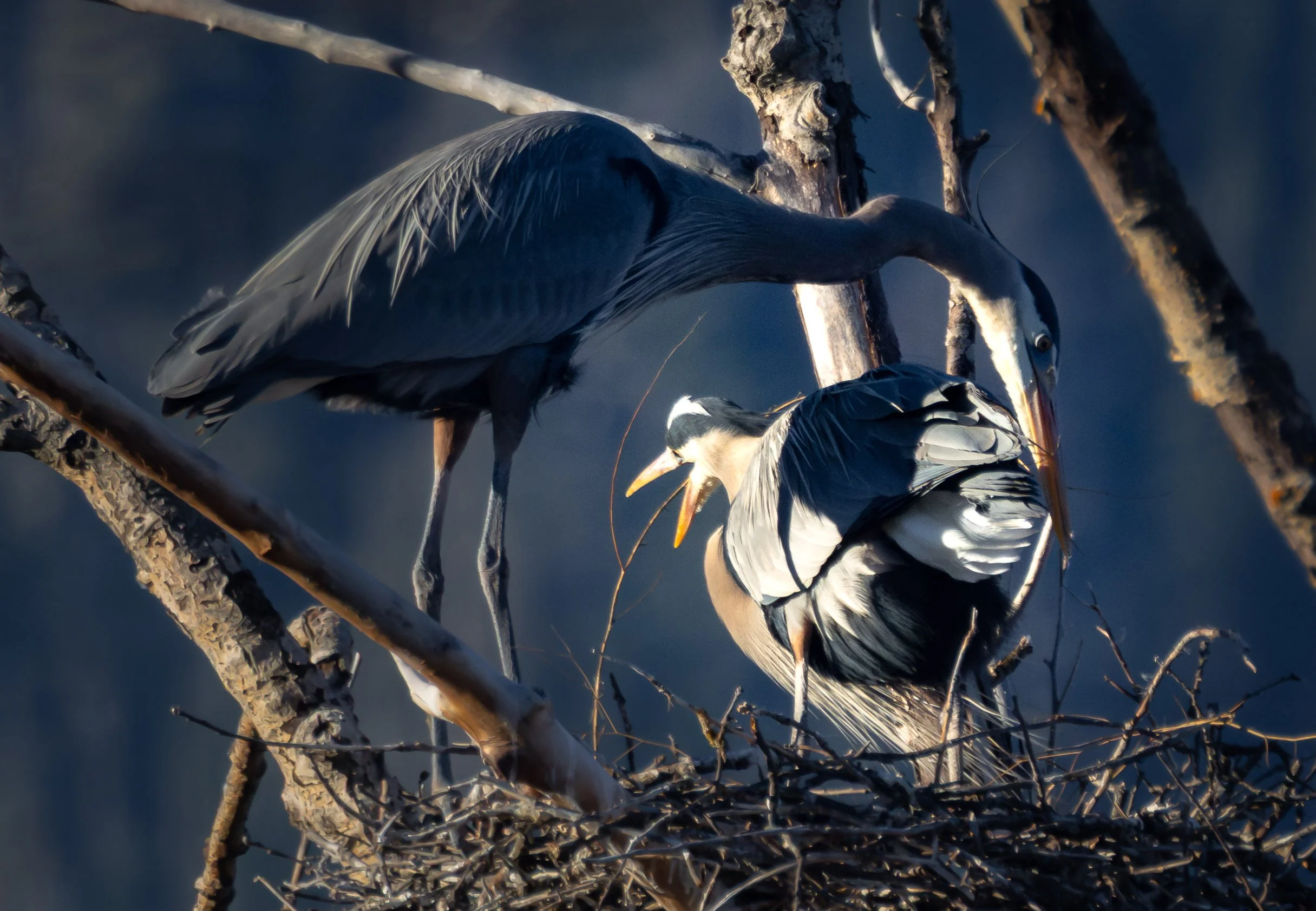 GBH-37.jpg