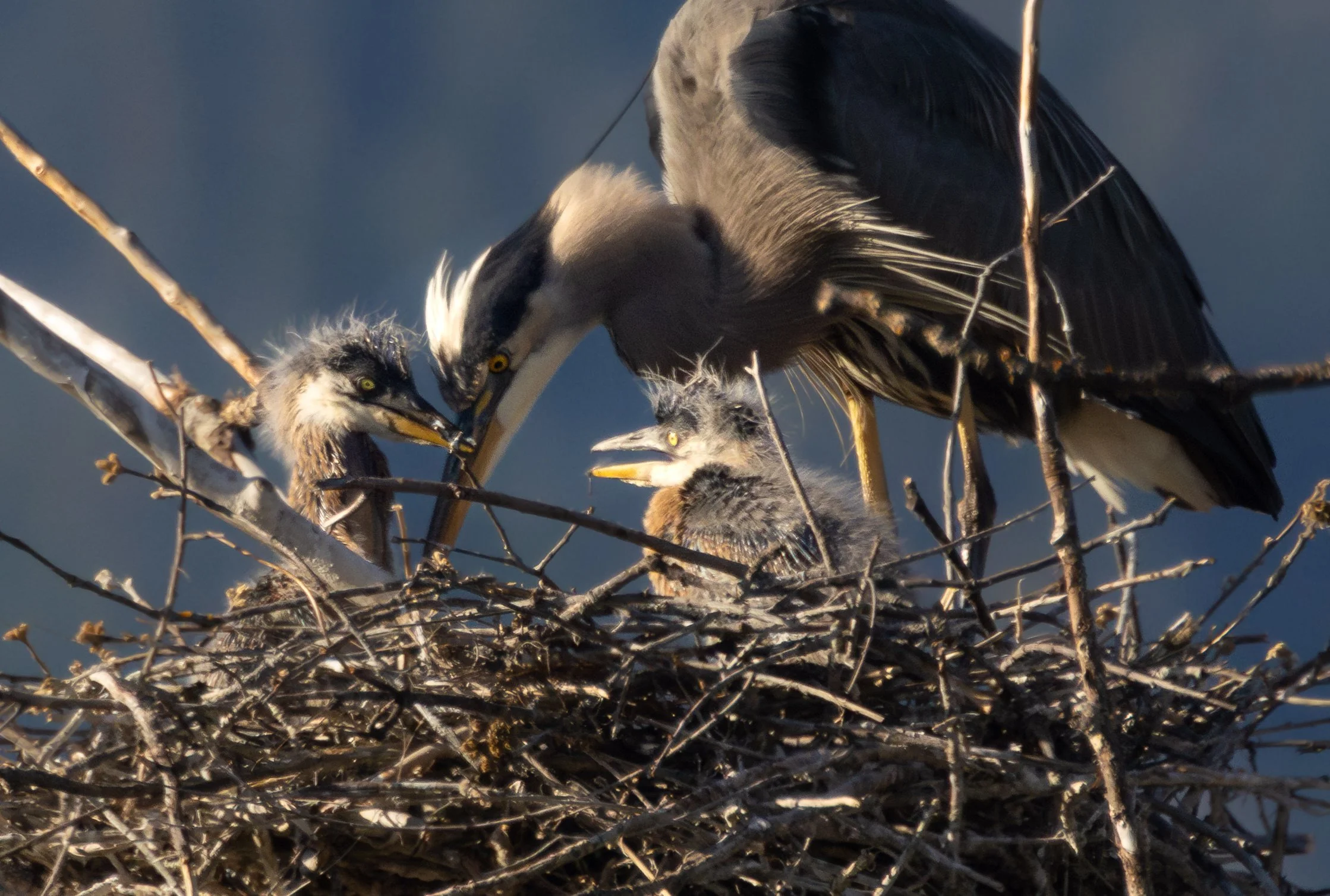 Baby Great Blue Heron Chicks in Nest