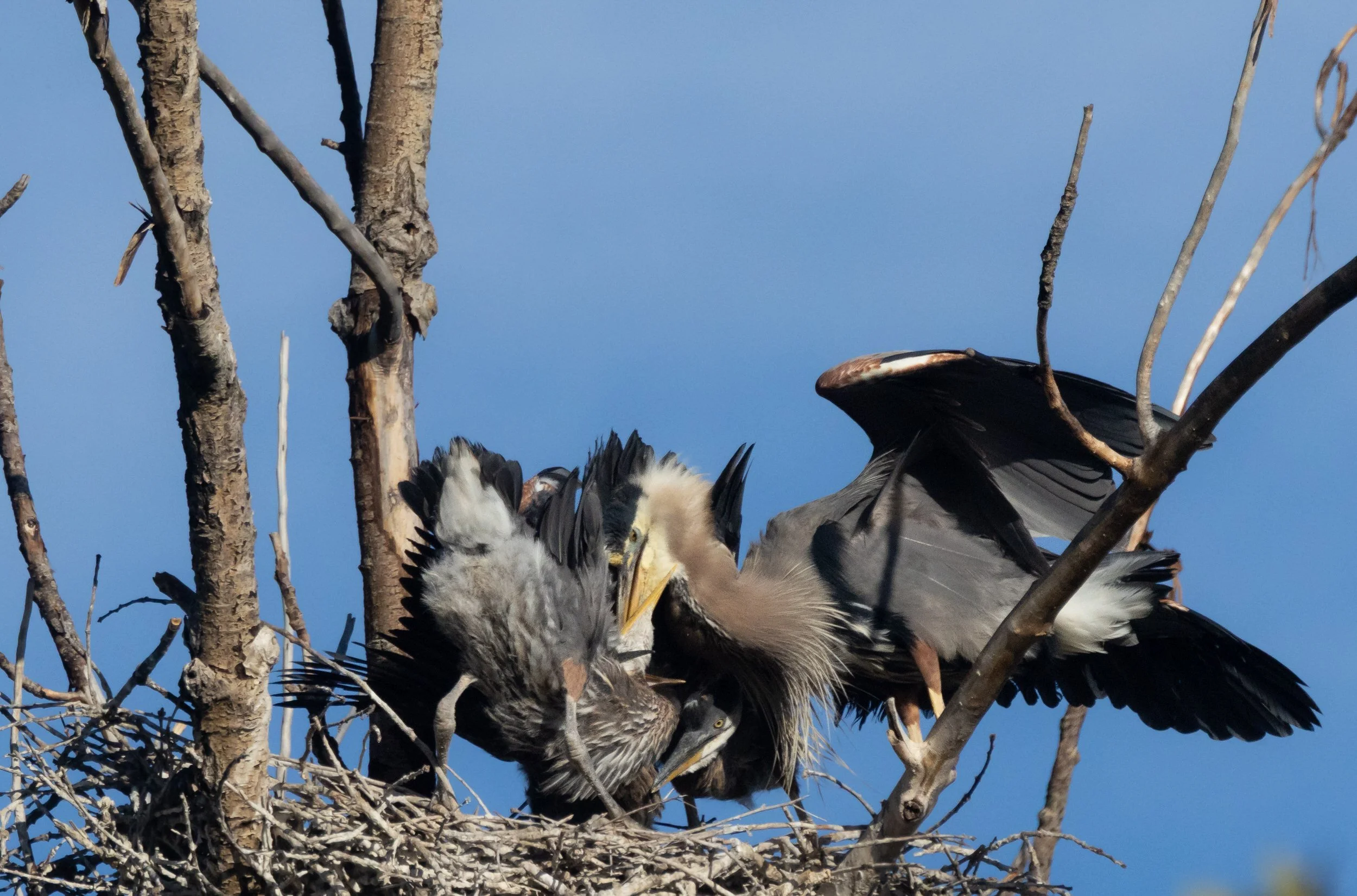 GBH-14.jpg