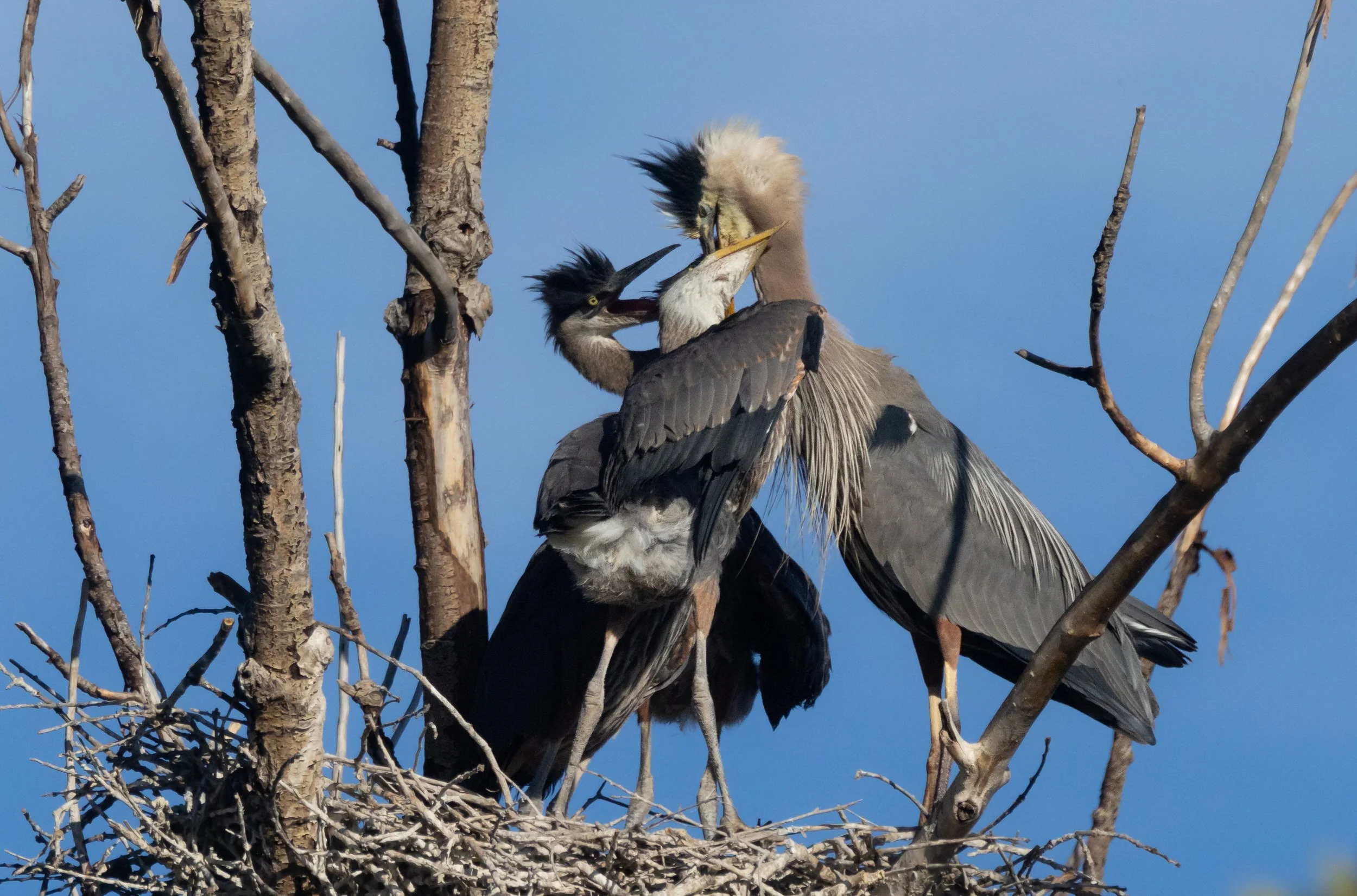 GBH-13.jpg