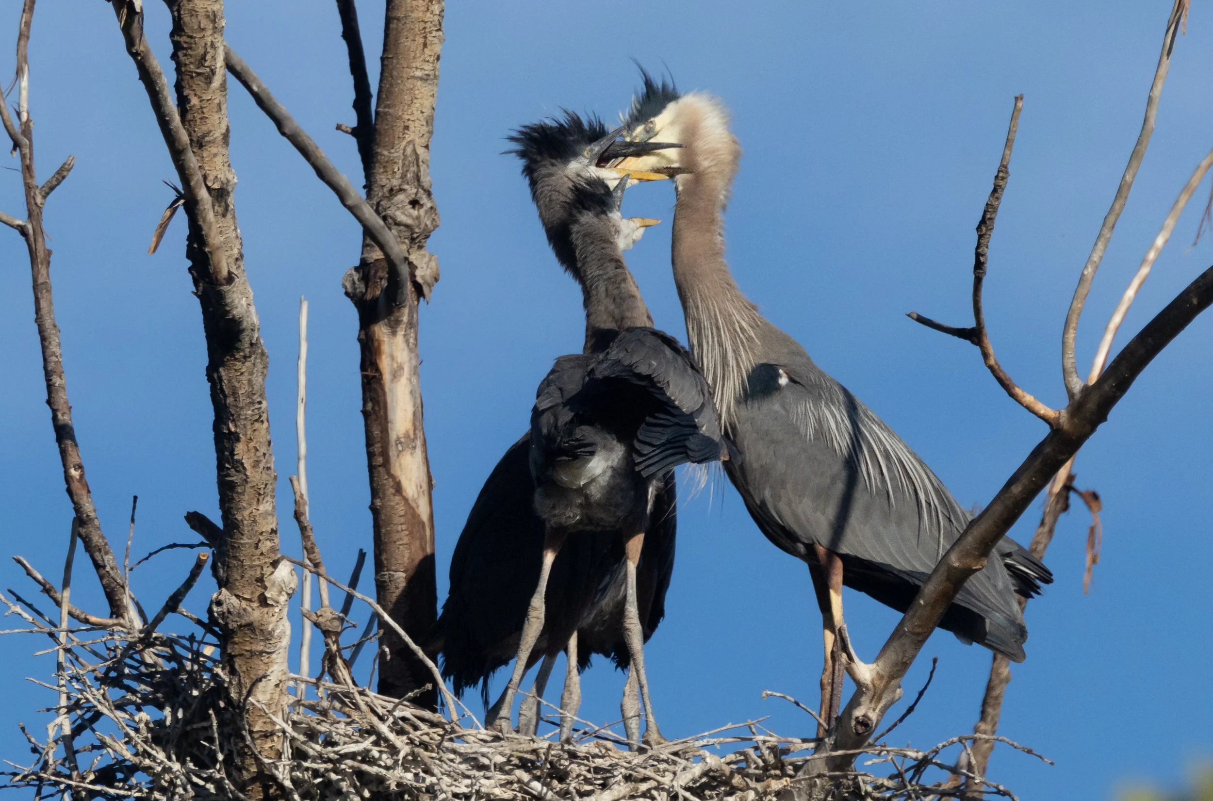 GBH-12.jpg