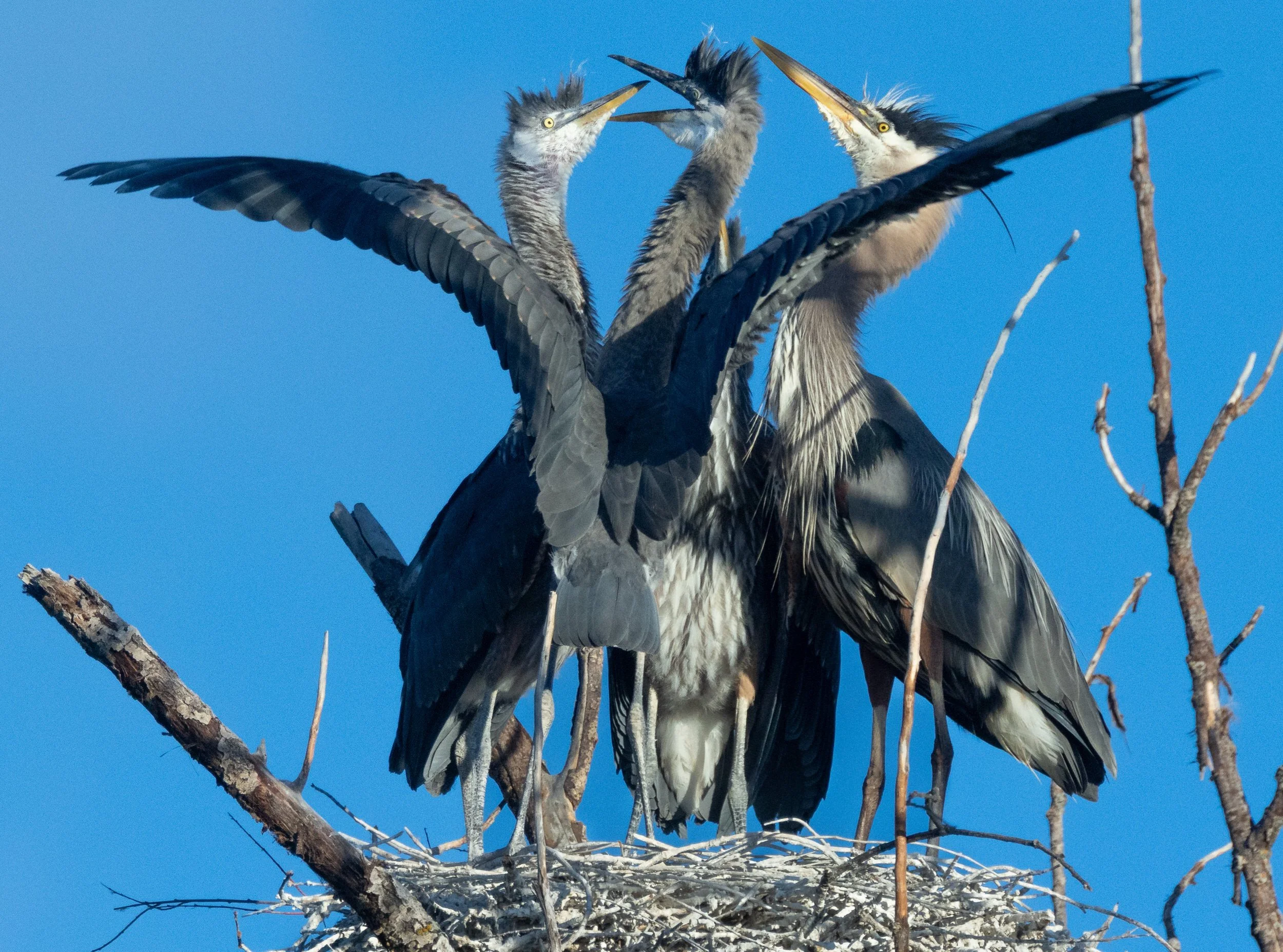 GBH-22.jpg