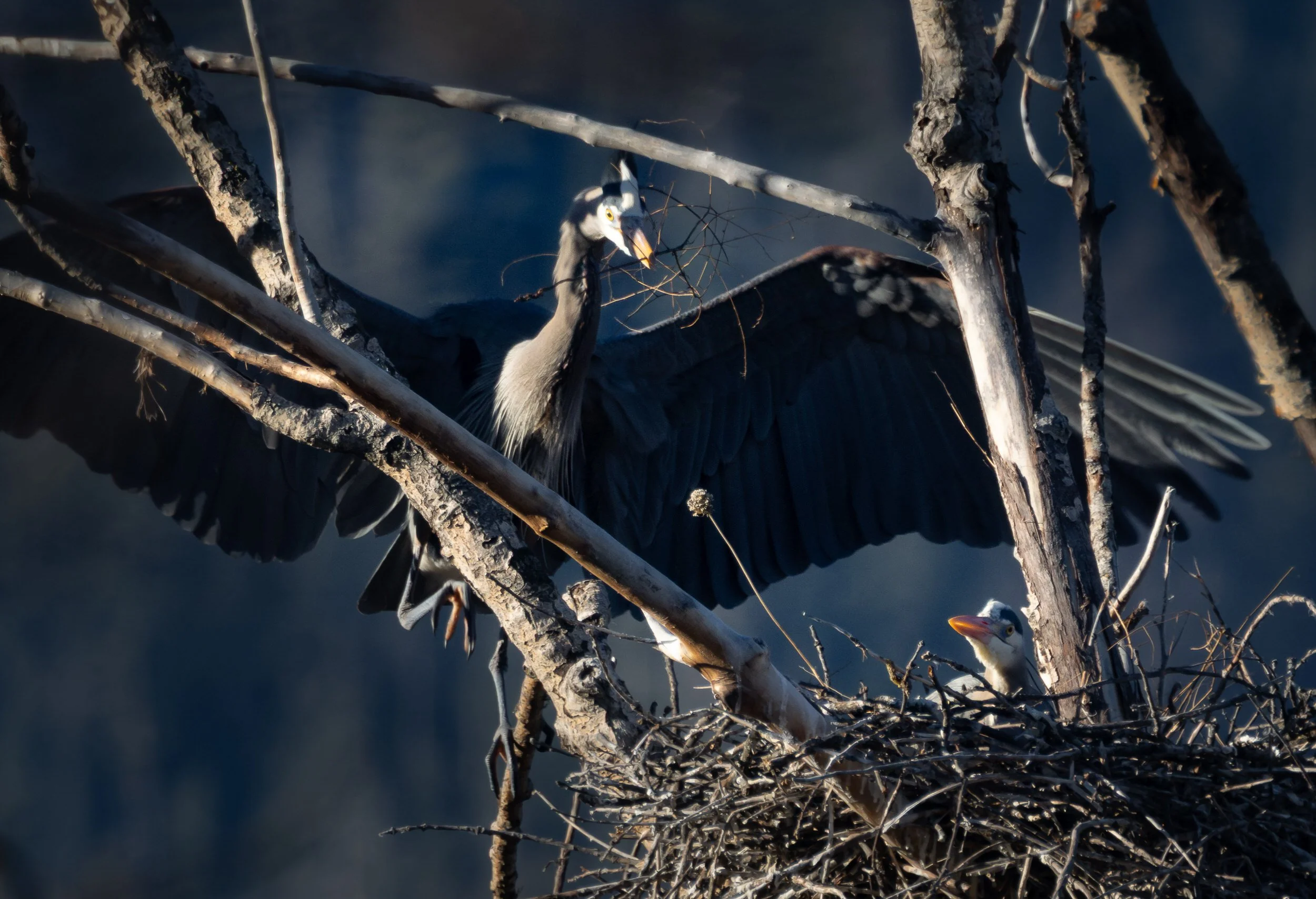 GBH-39.jpg