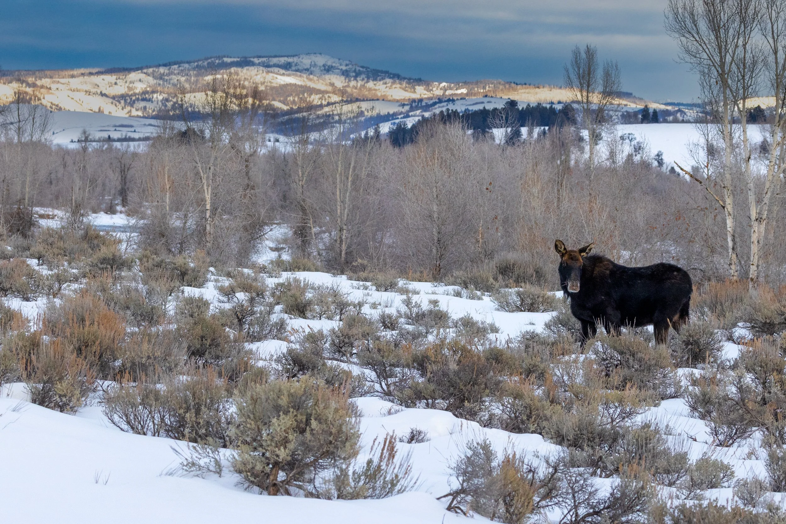 WY-5.jpg