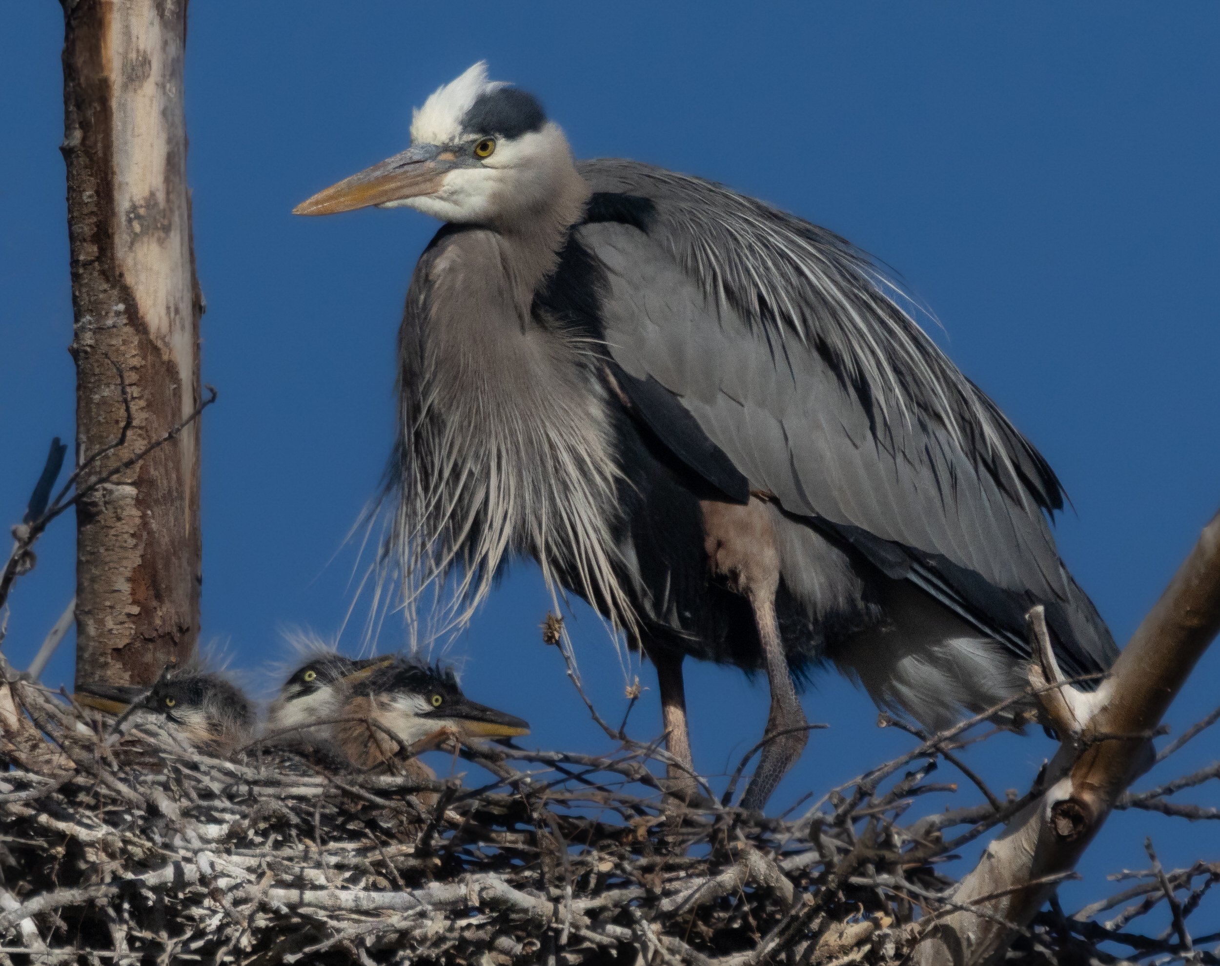 GBH-59.jpg
