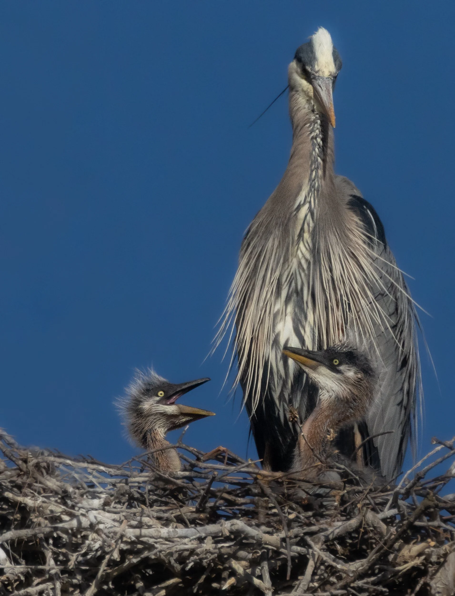 GBH-58.jpg
