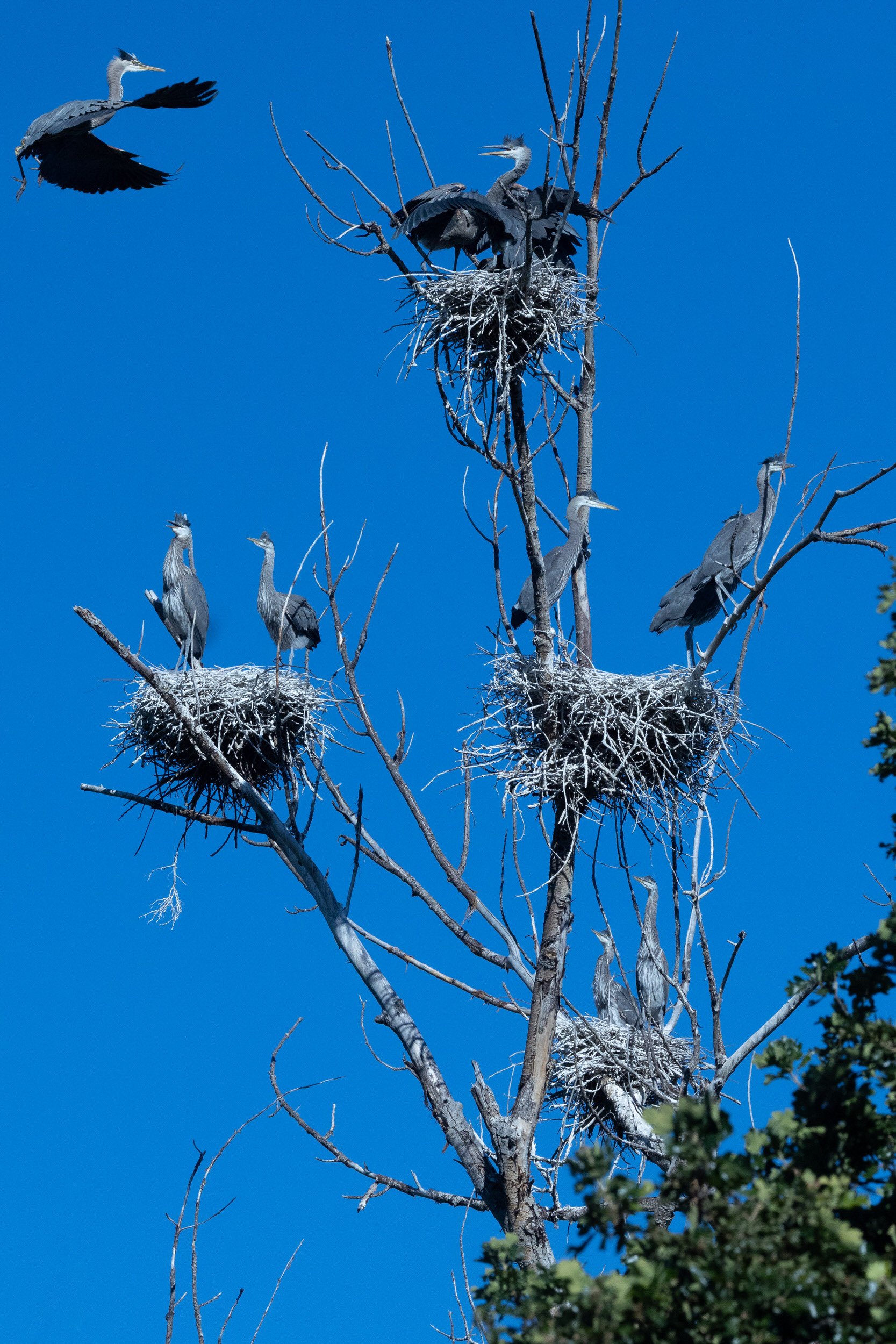 GBH-62.jpg