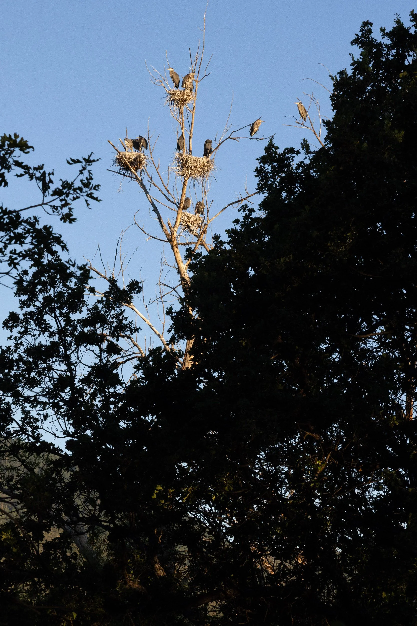 GBH-28.jpg