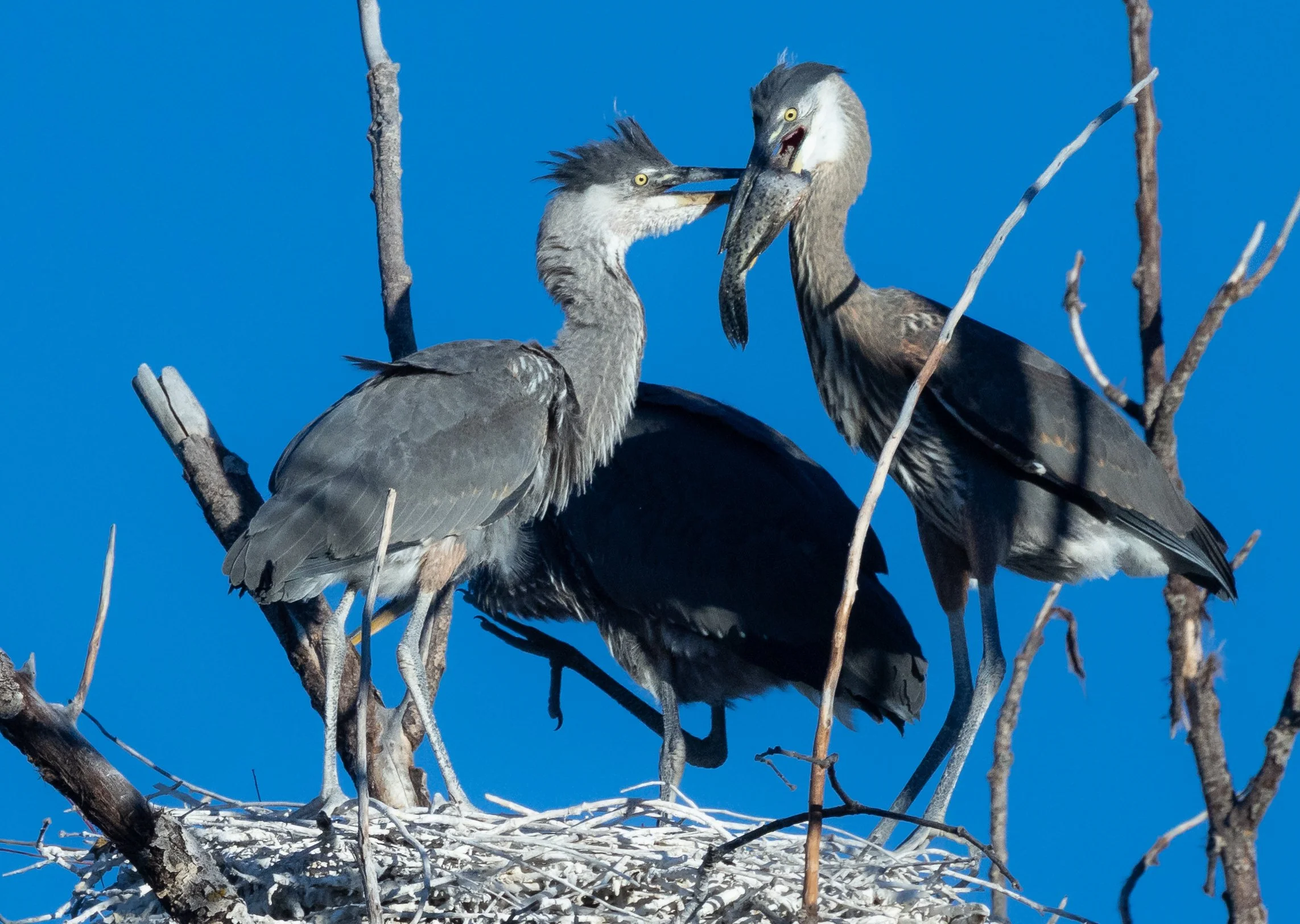 Feeding Great Blue Heron Fledglings