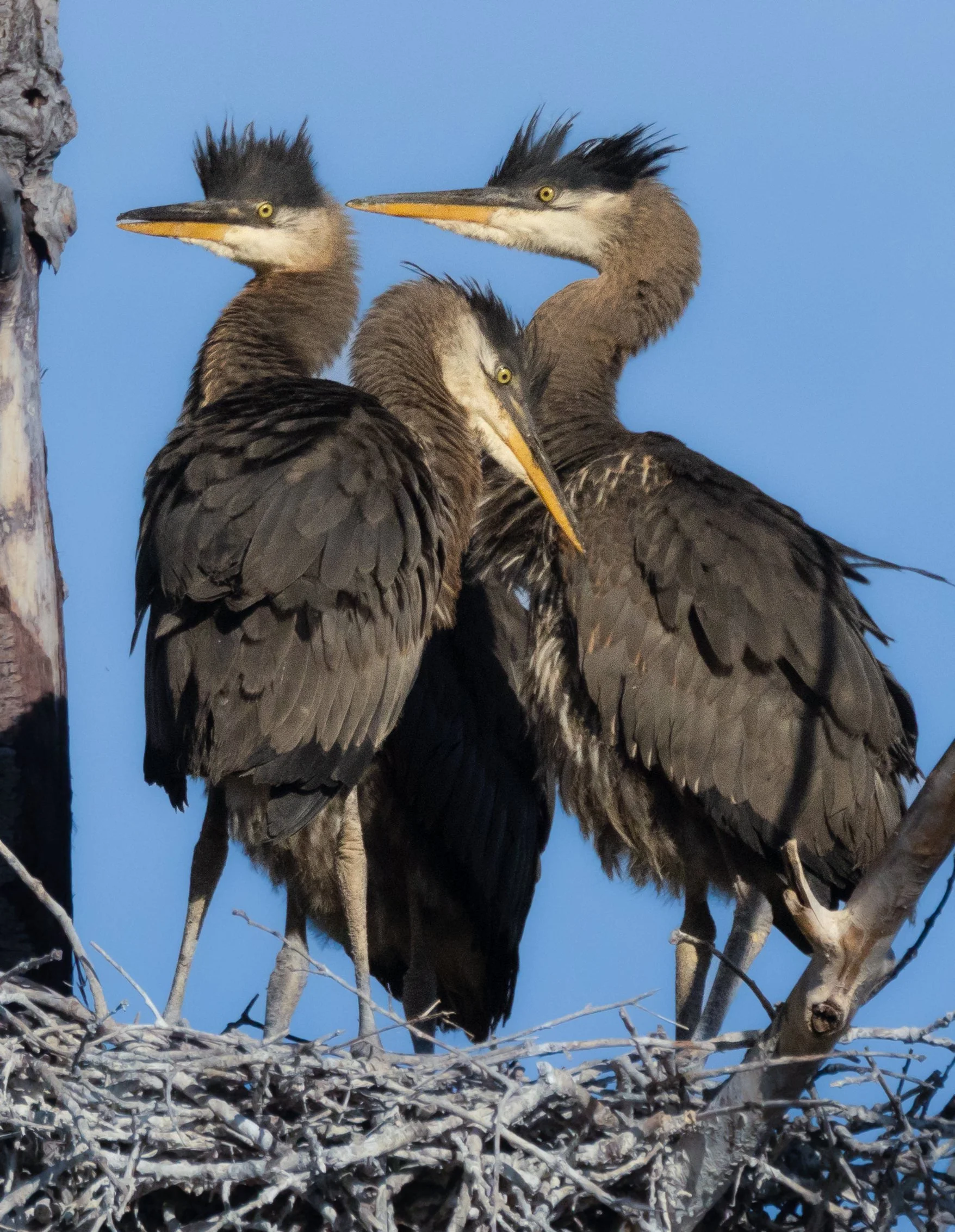 GBH-53.jpg
